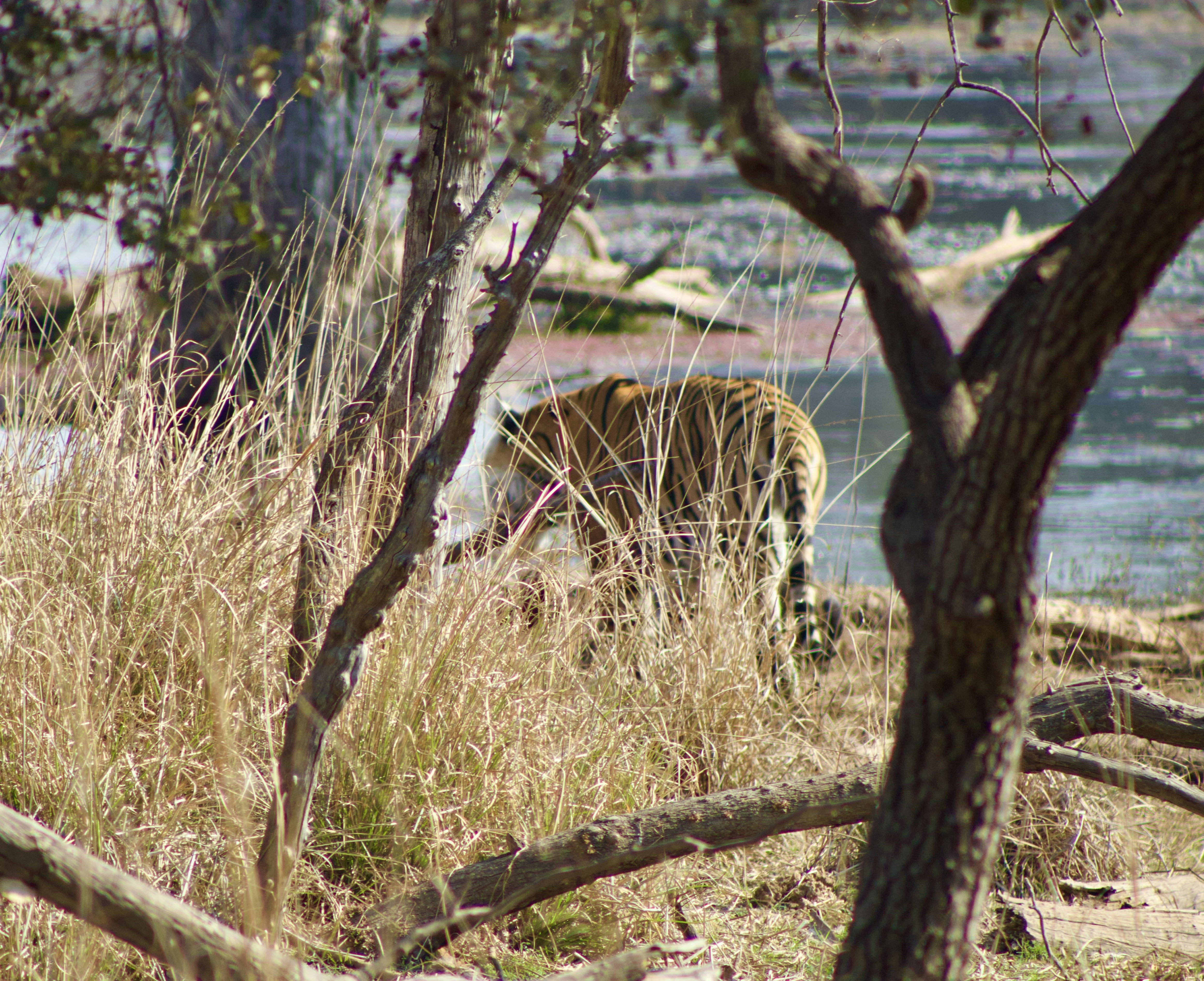 Tiger walking near a body of water