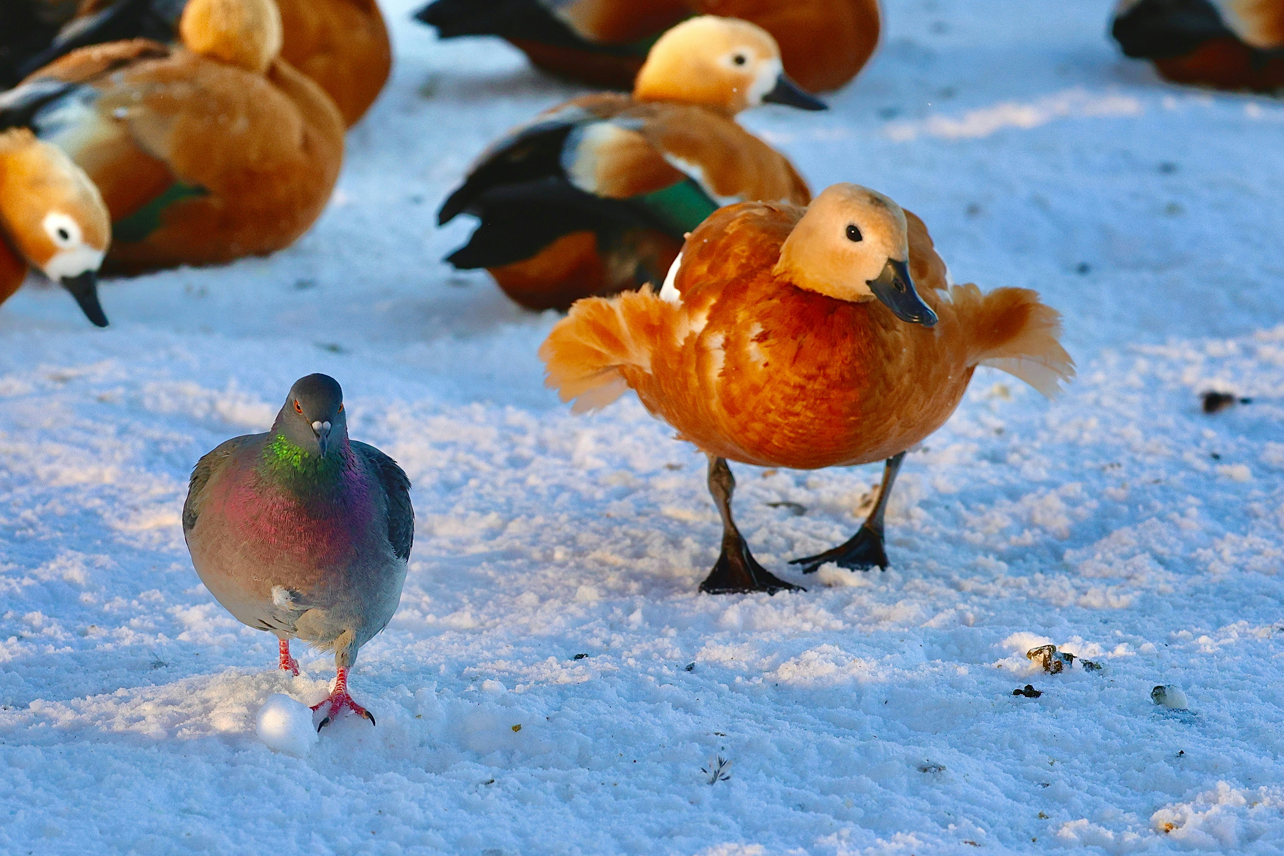 Arándago y paloma roja sobre suelo nevado