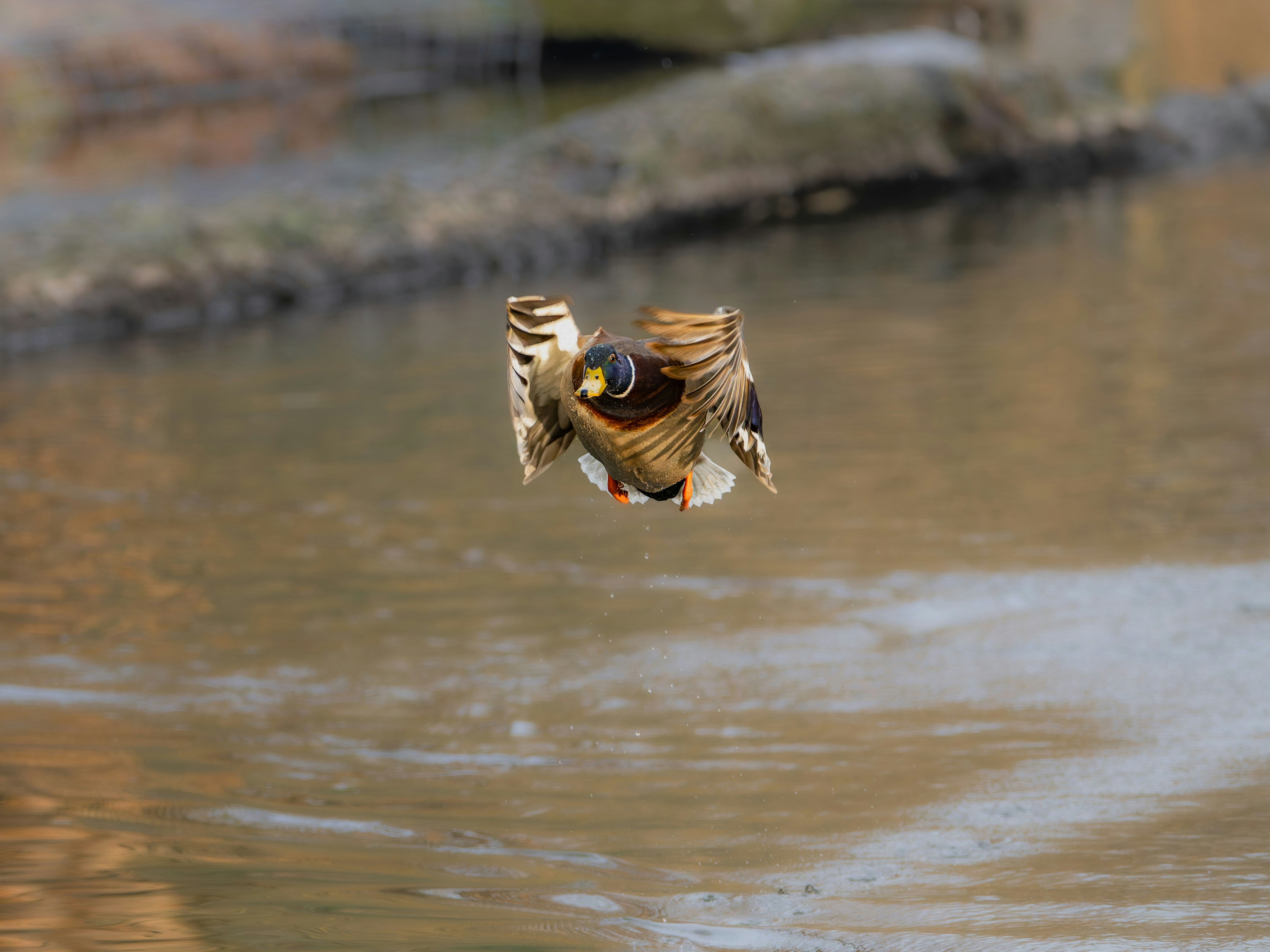 A duck flying low over the water
