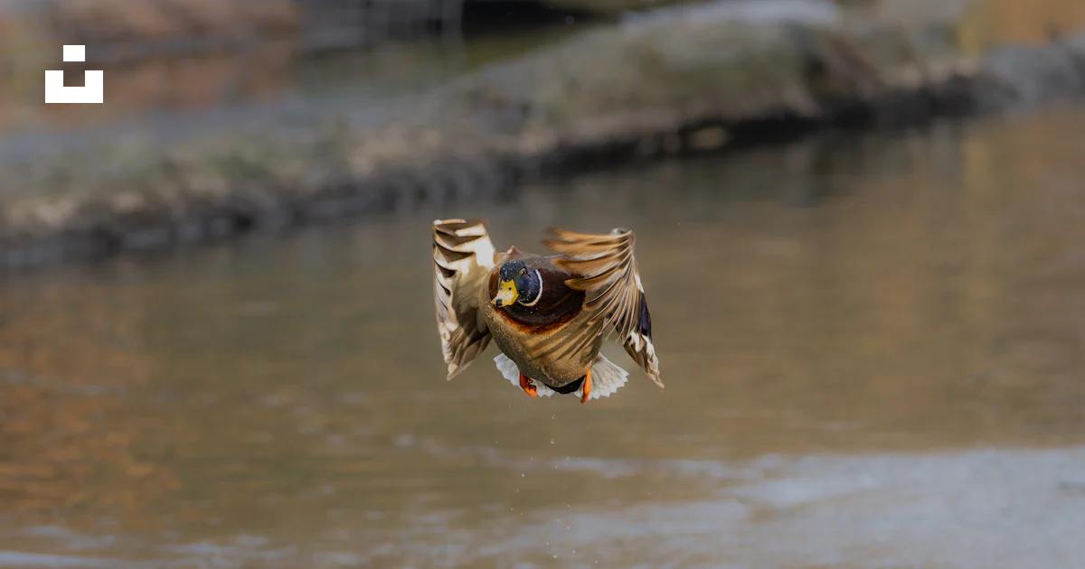 Padulo A duck flying low over the water photo – Free Animal Image on Unsplash