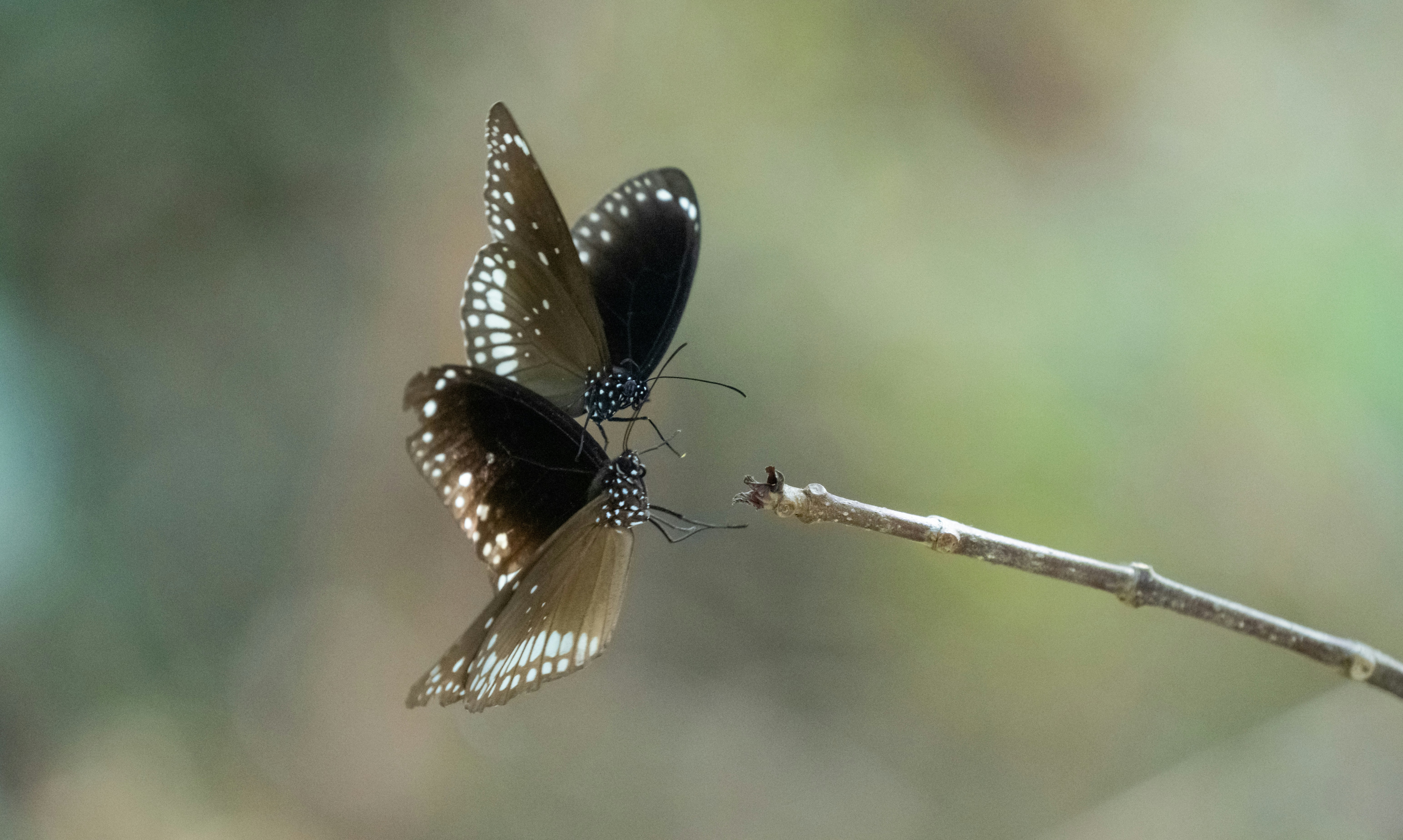 細い枝に止まる二羽の暗い蝶