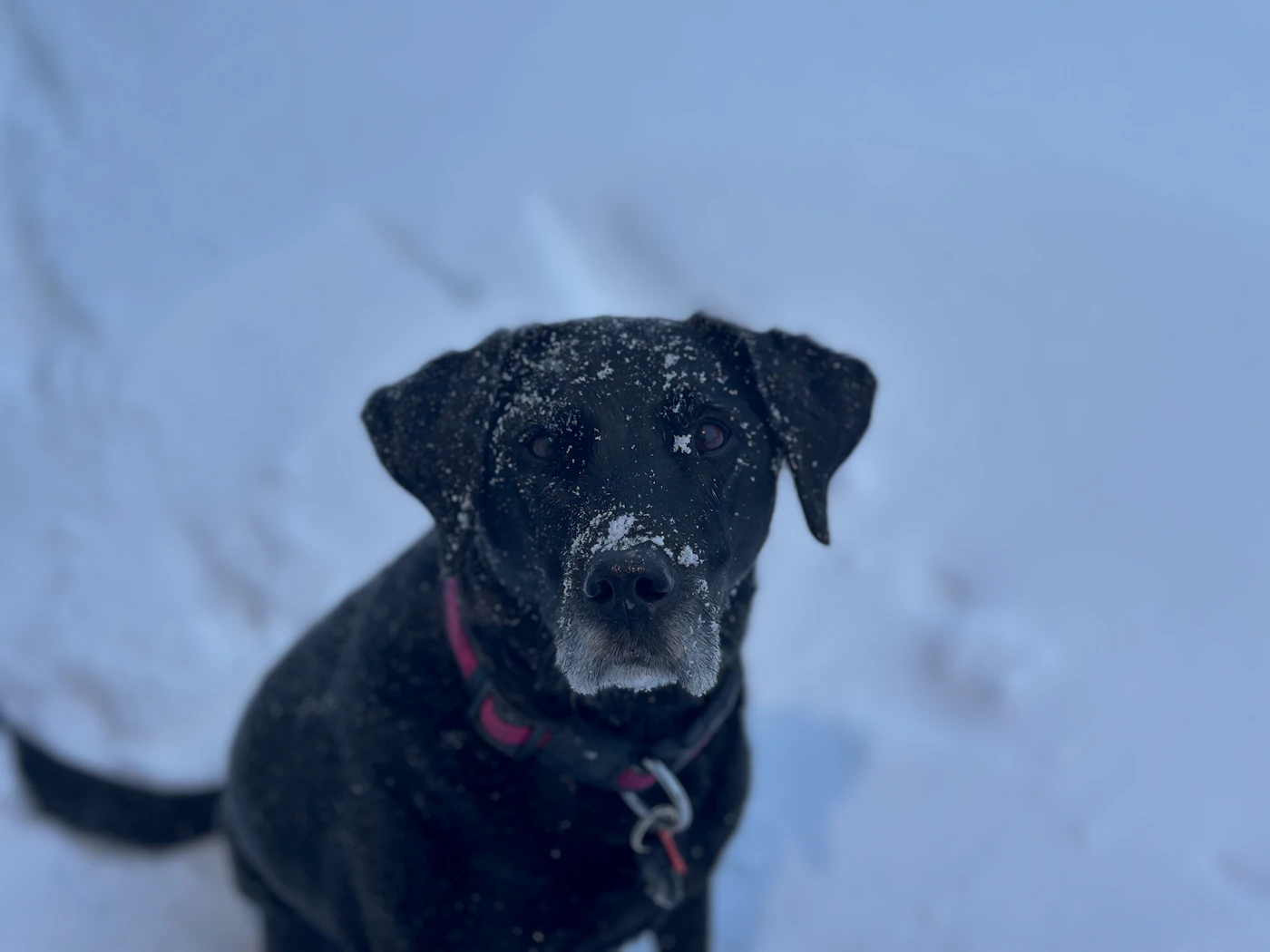 A black Labrador sitting in deep fresh snow with snowflakes dusting its muzzle during a Canadian winter