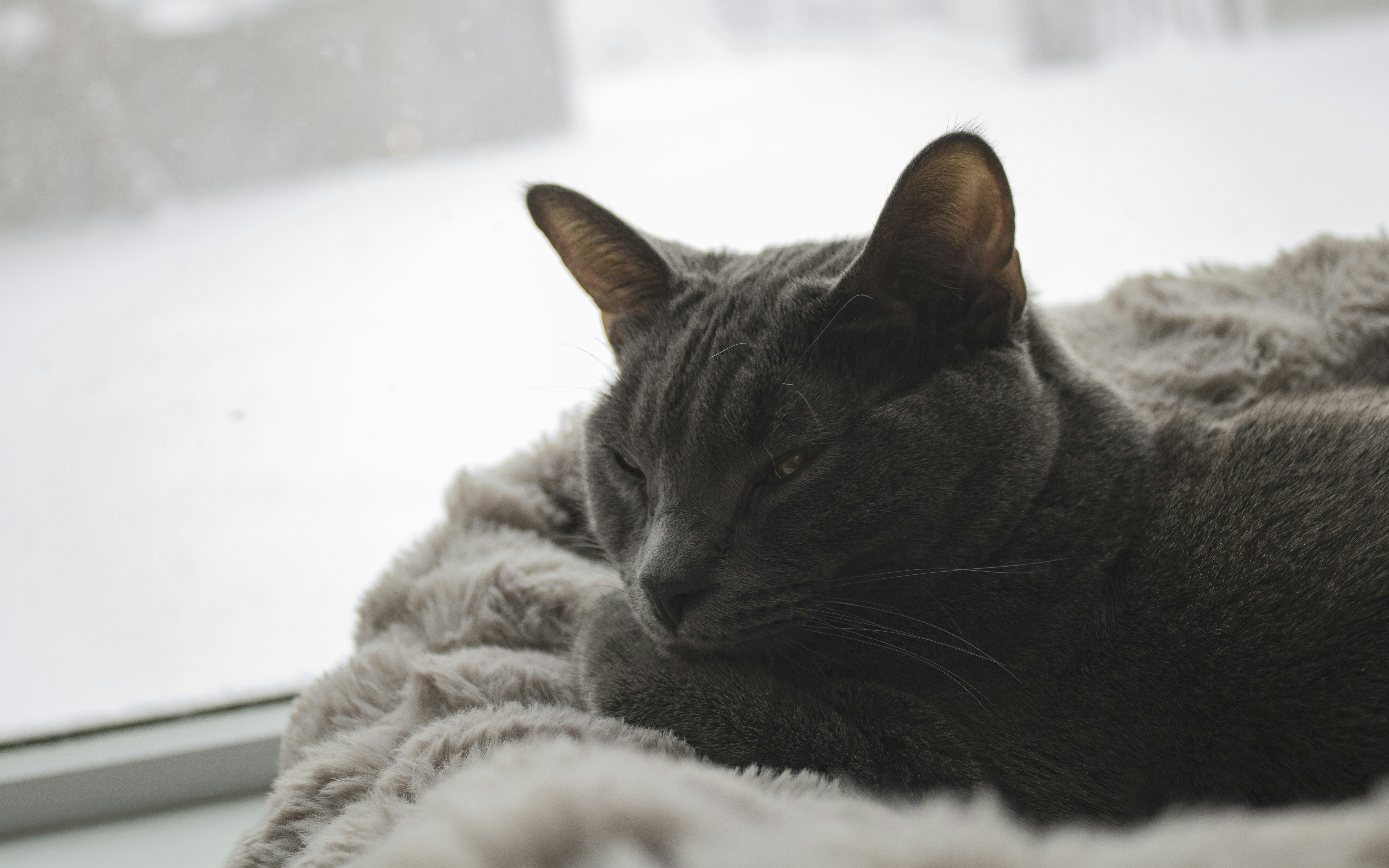 A gray cat rests on a fluffy blanket