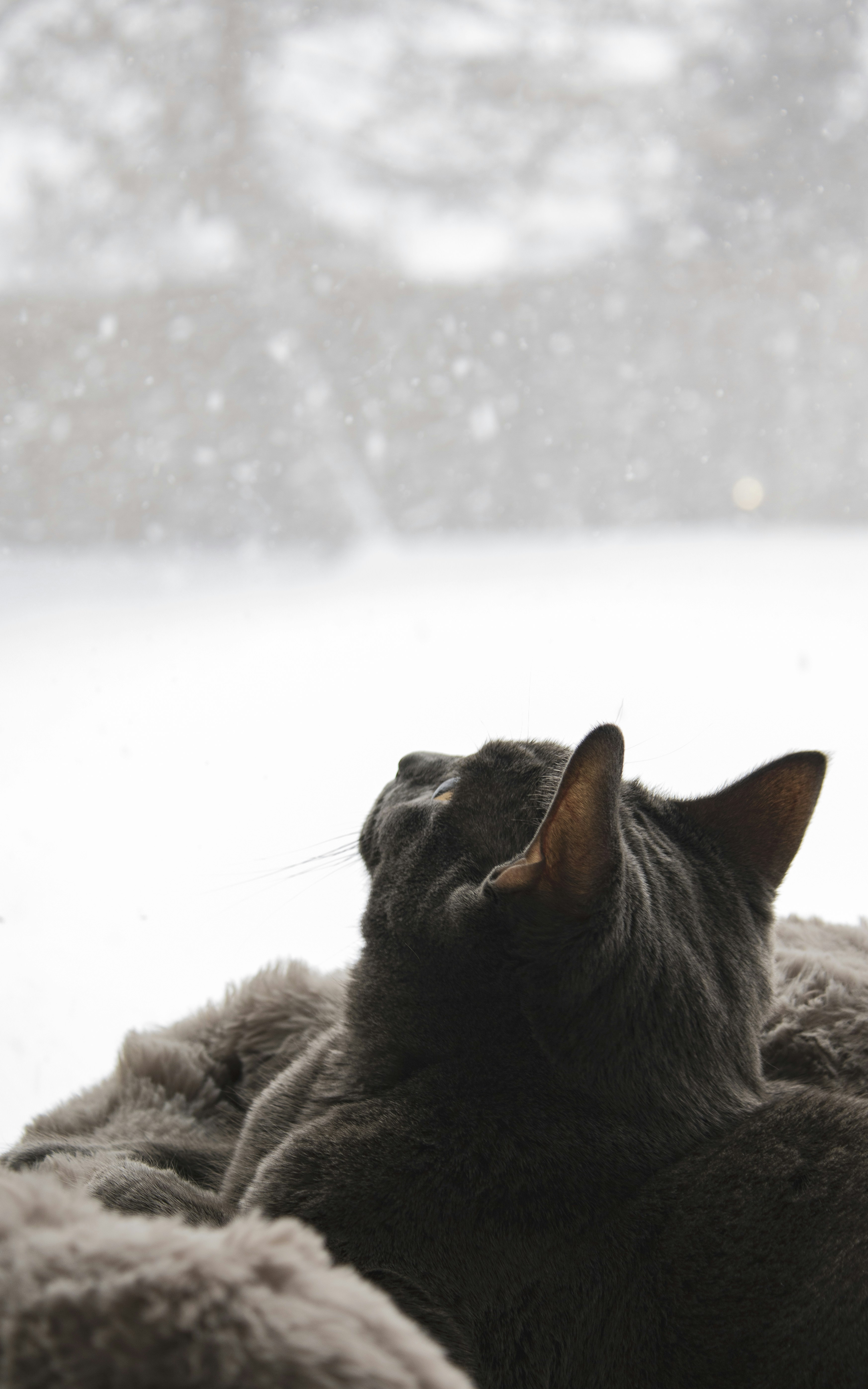 A gray cat watches snow fall outside a window.