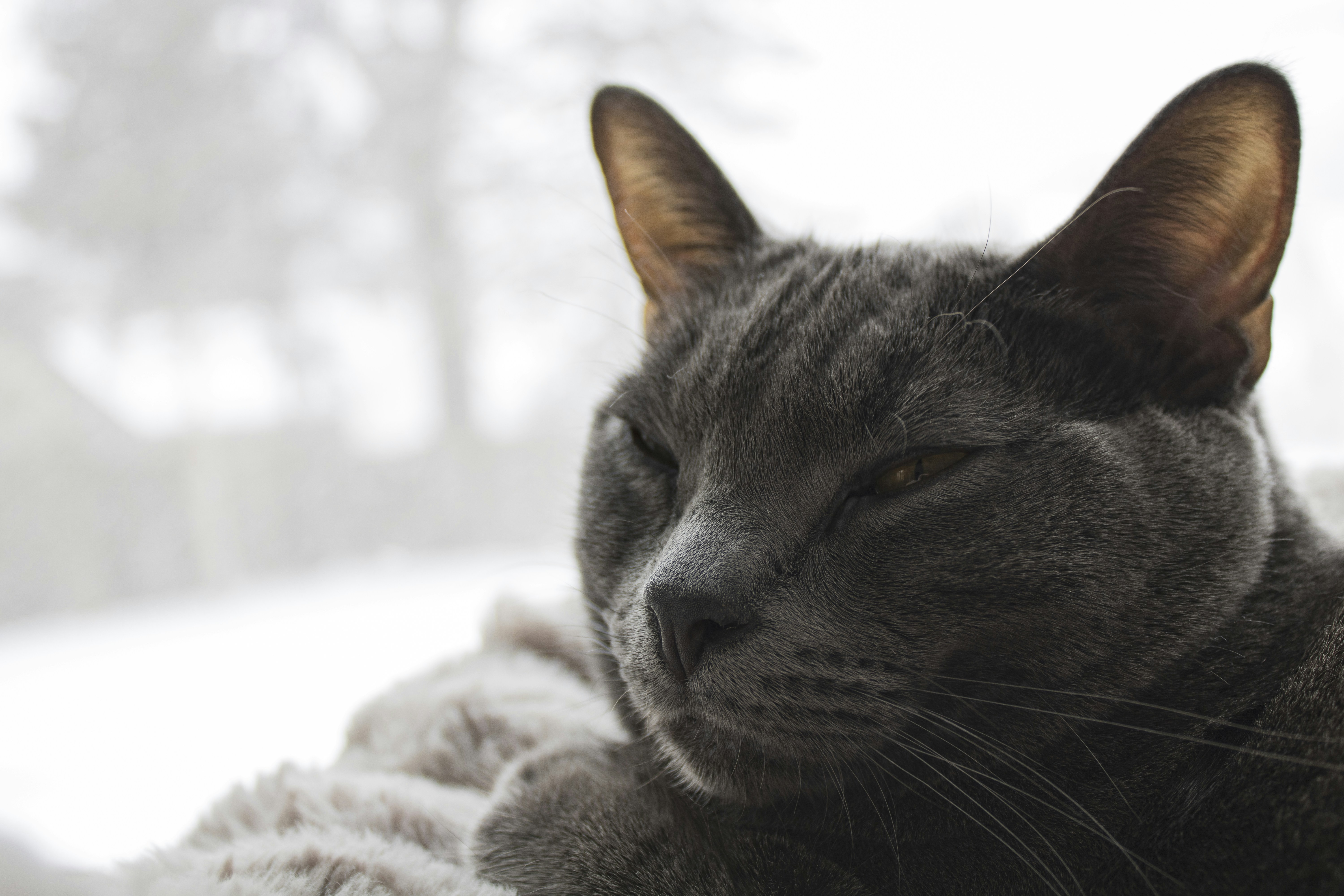 A grey cat rests near a window with snow falling.