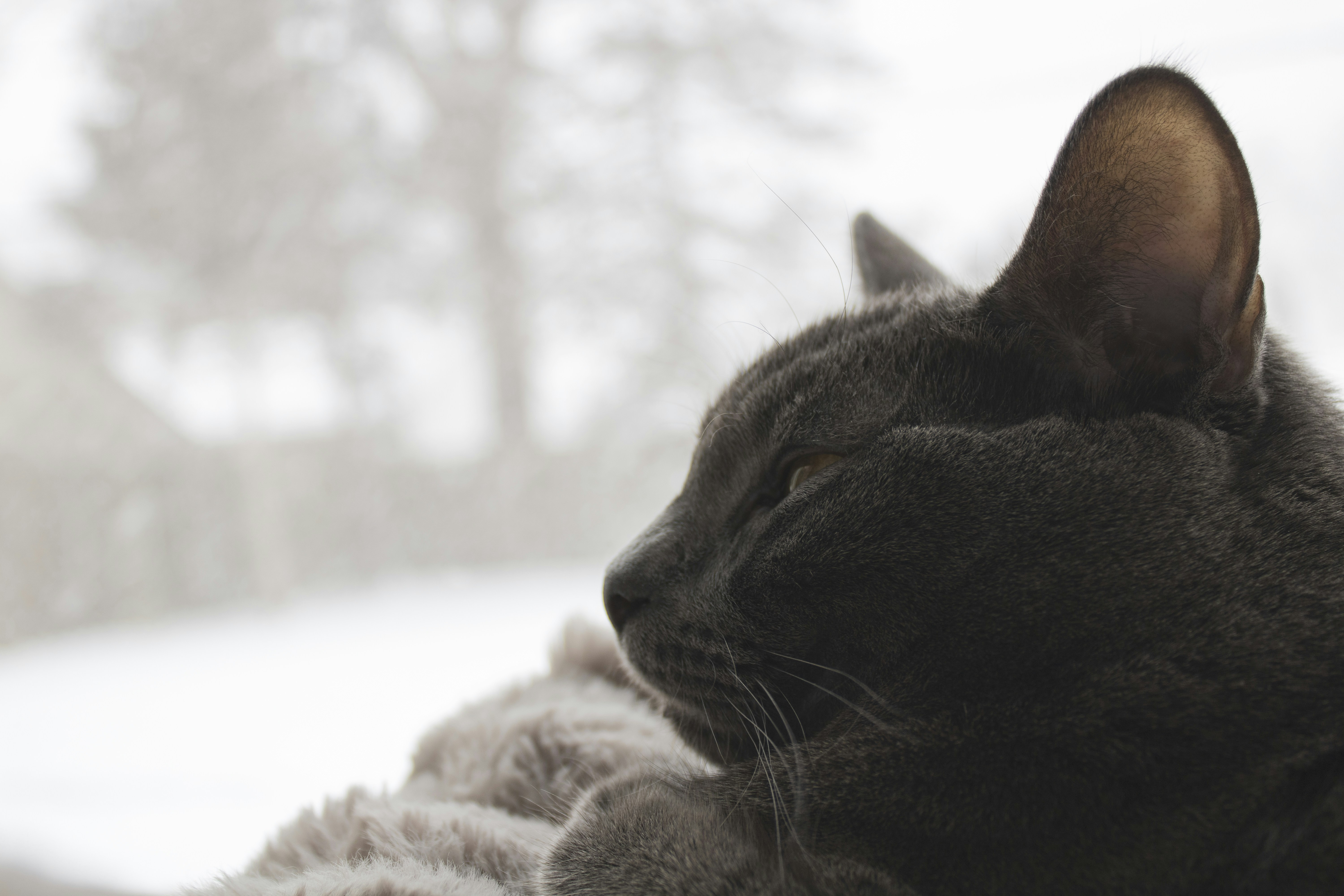 A gray cat looks out a window at snow.