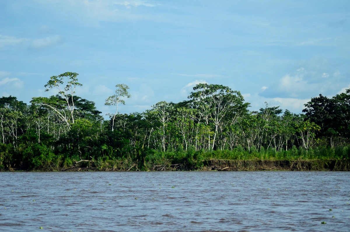 Selva tropical a orillas de un río amazónico