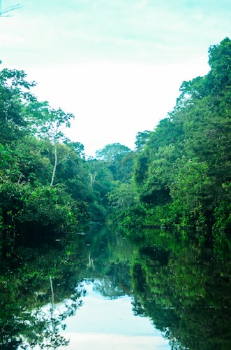 Amazon Rainforest: The Lungs of the Earth