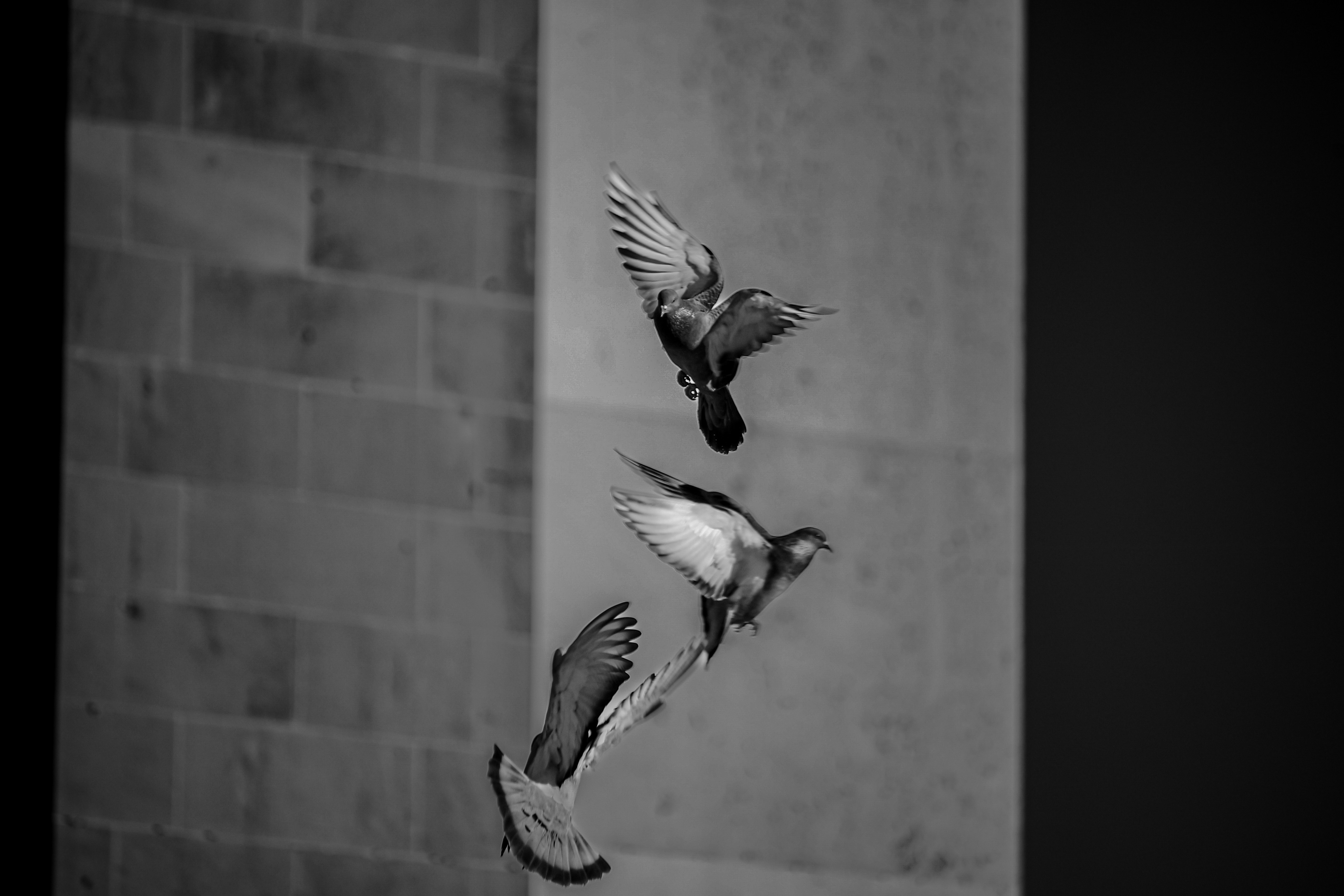 Três pombos voando no ar