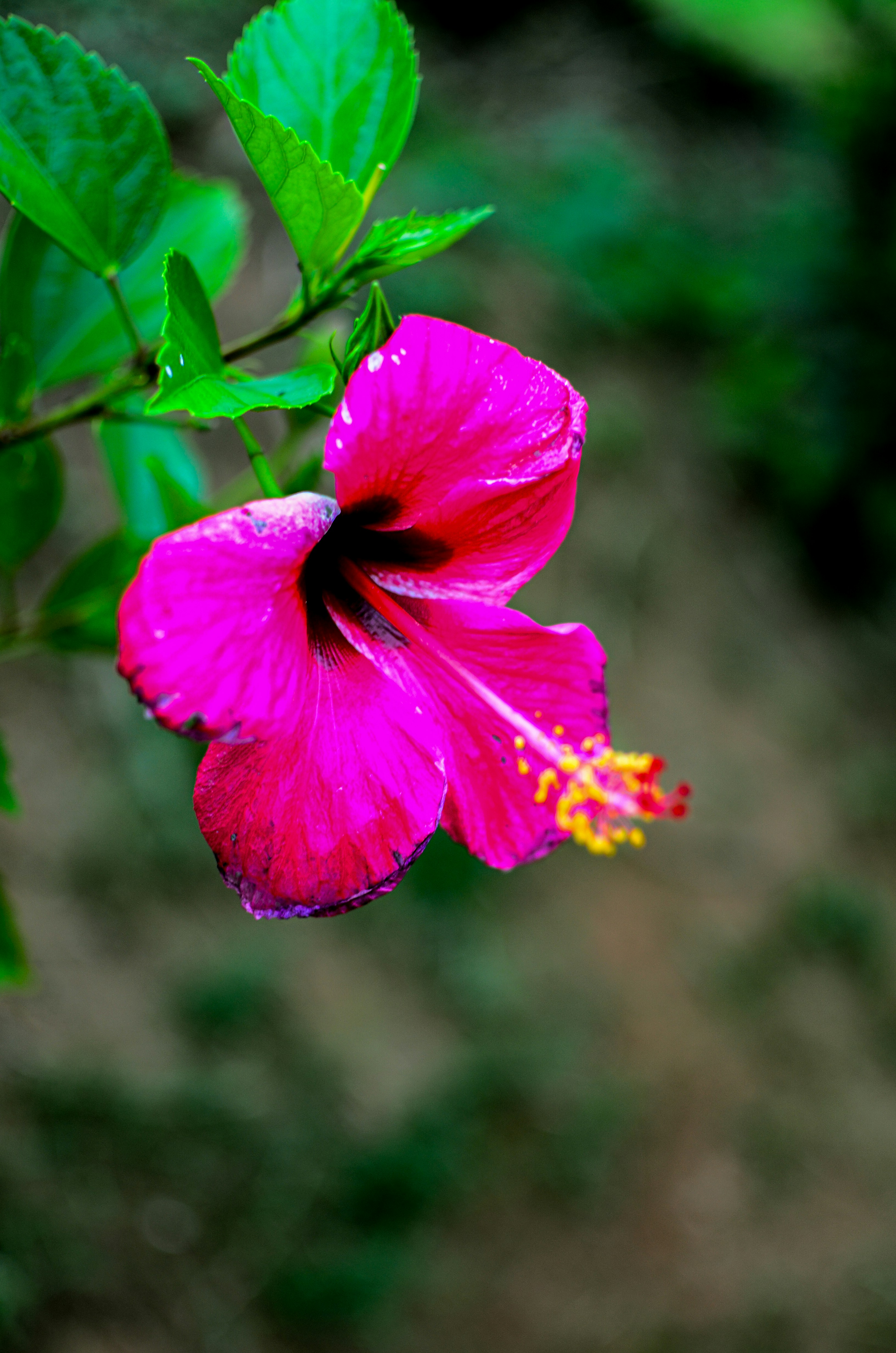 Eine leuchtend pinke Hibiskusblume, die draußen blüht.