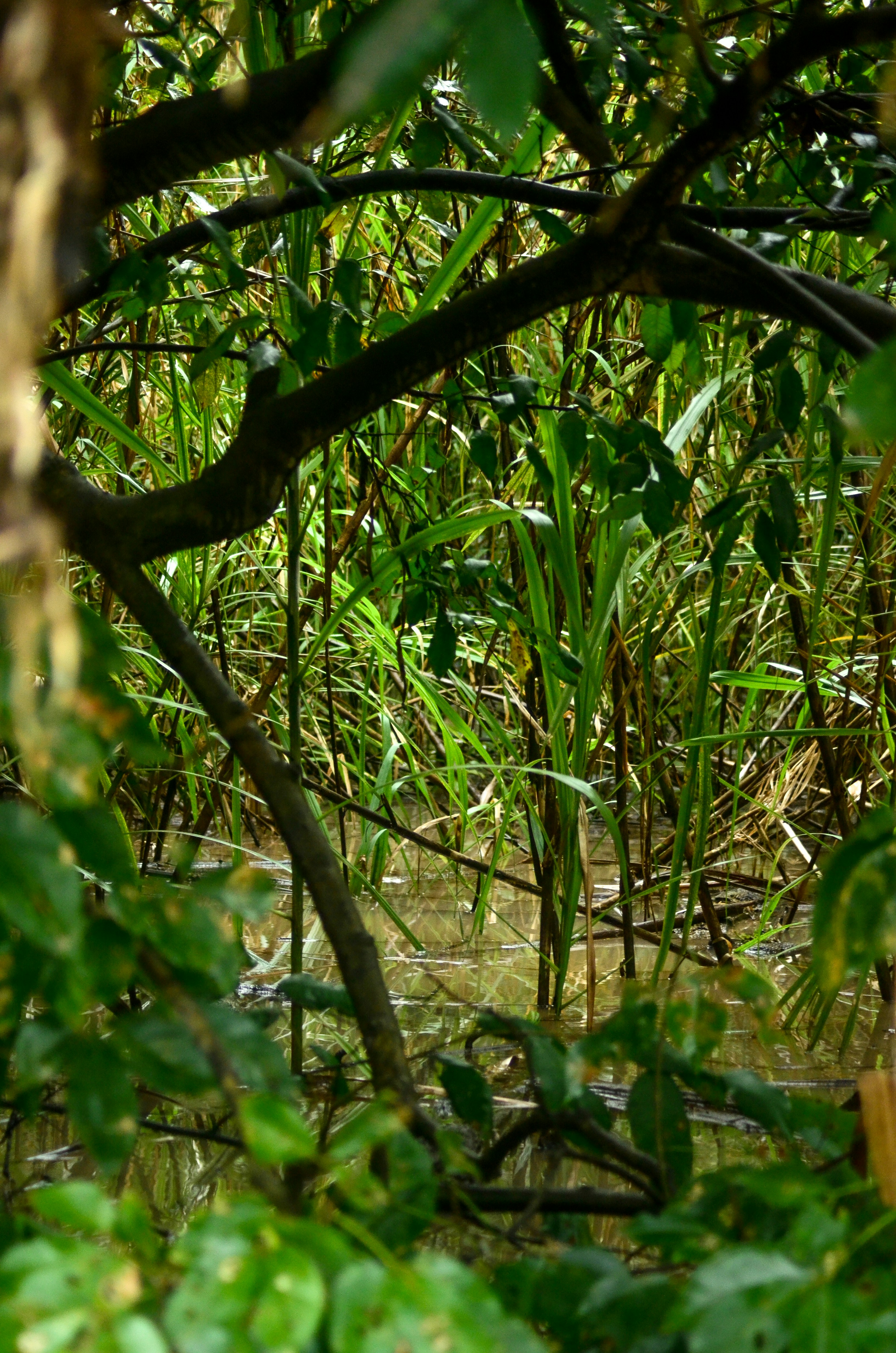Üppig grüne Schilfrohre wachsen in flachem Wasser, umgeben von Bäumen.
