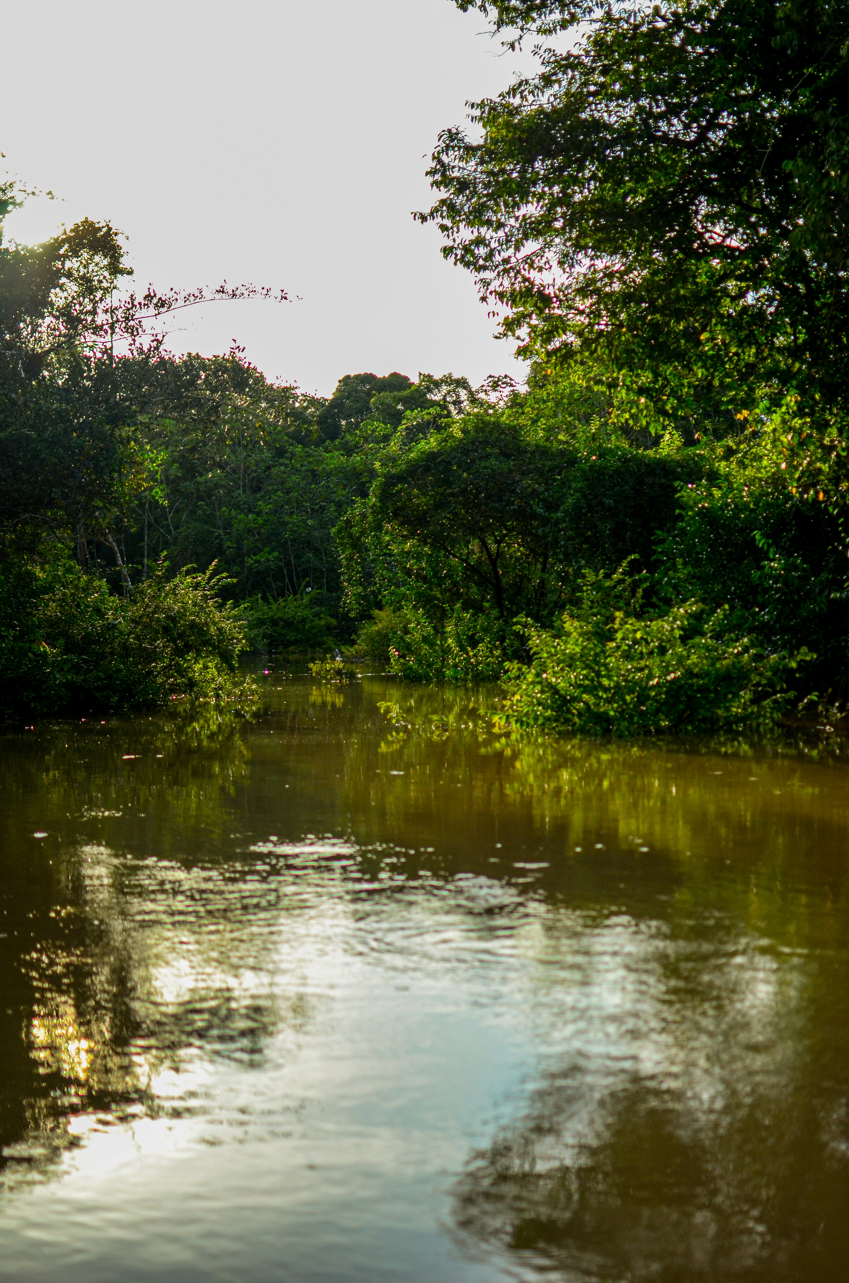 Ein ruhiger Fluss fließt durch einen üppig grünen Wald.