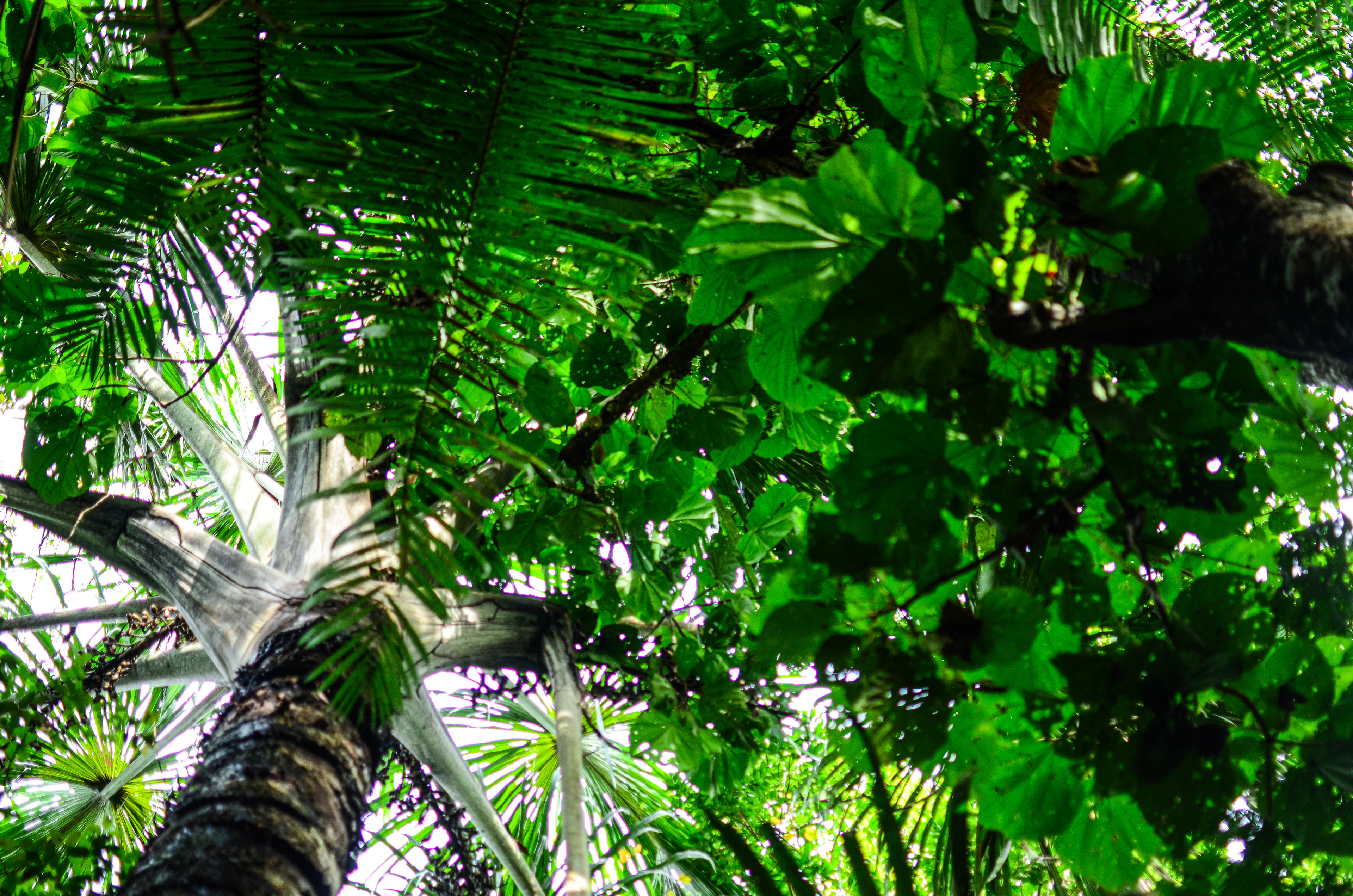 Upward view through a dense tropical forest canopy