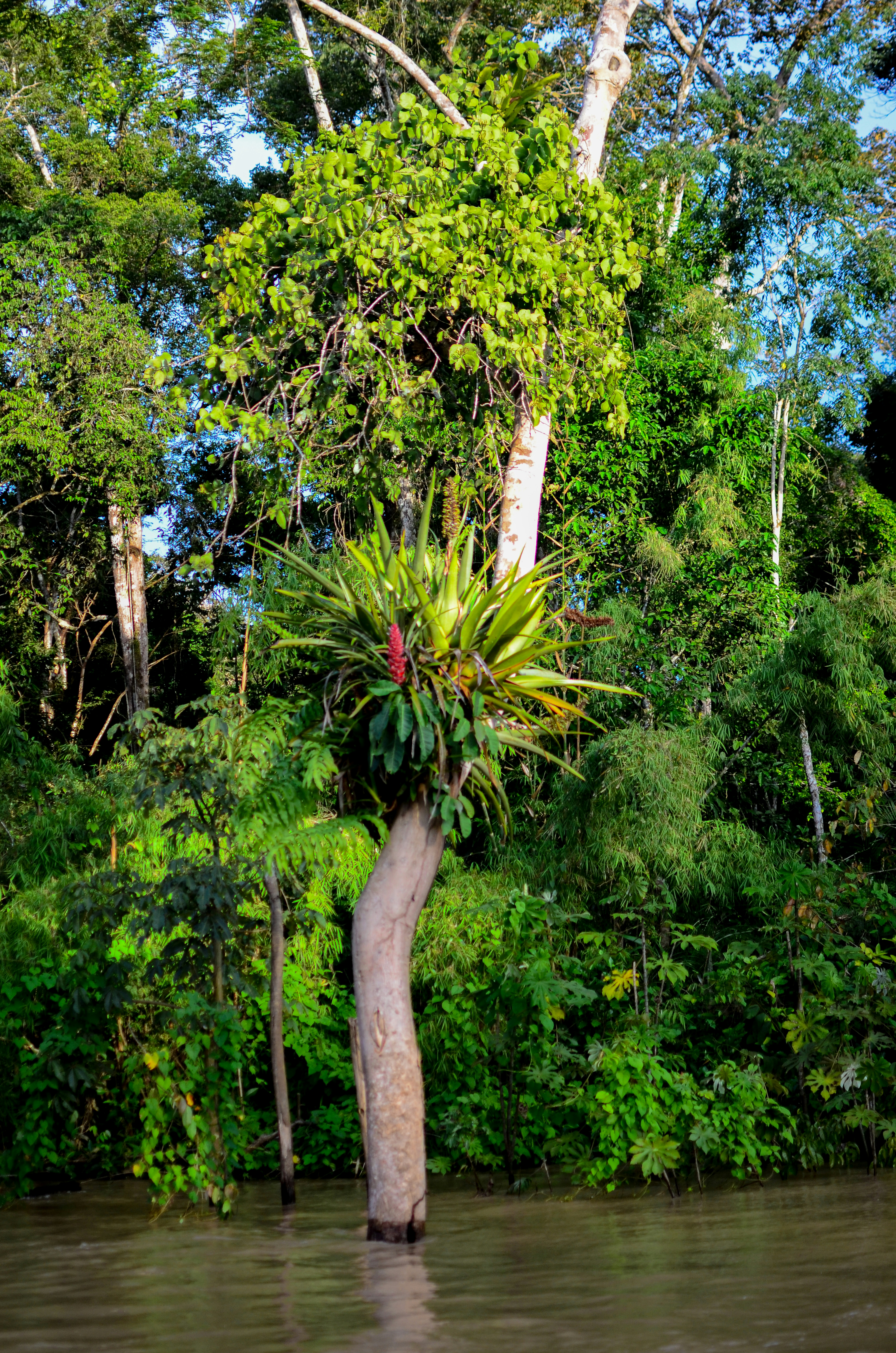 Ein Baum mit Pflanzen, auf dem in einem Fluss wachsen.