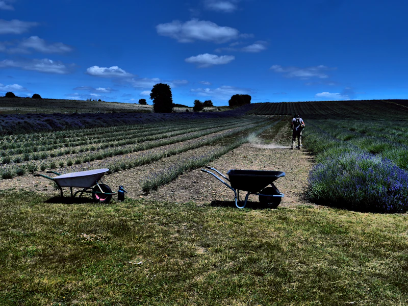 Lavender picking & distillation