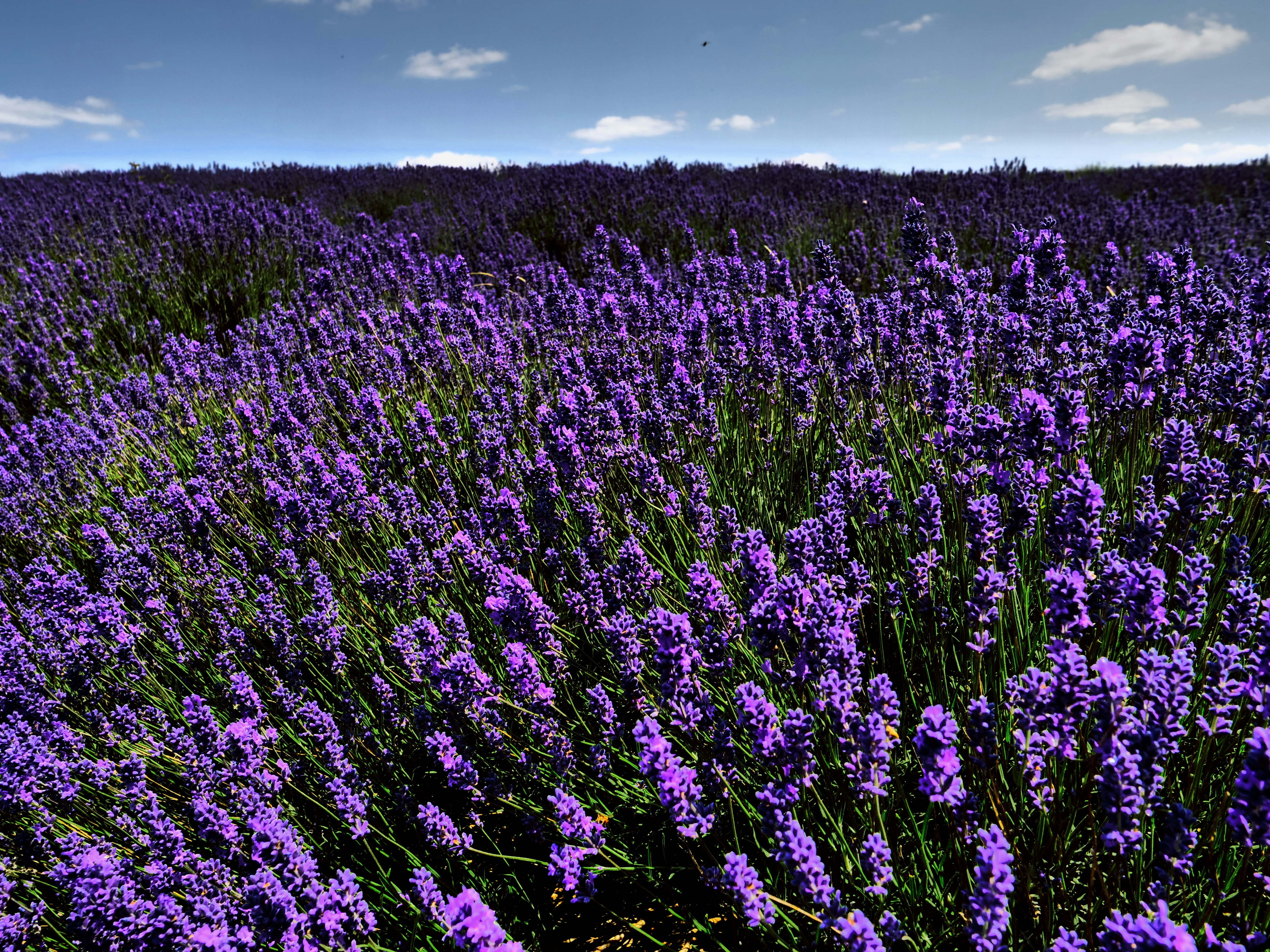 Photo by balmy_sunset