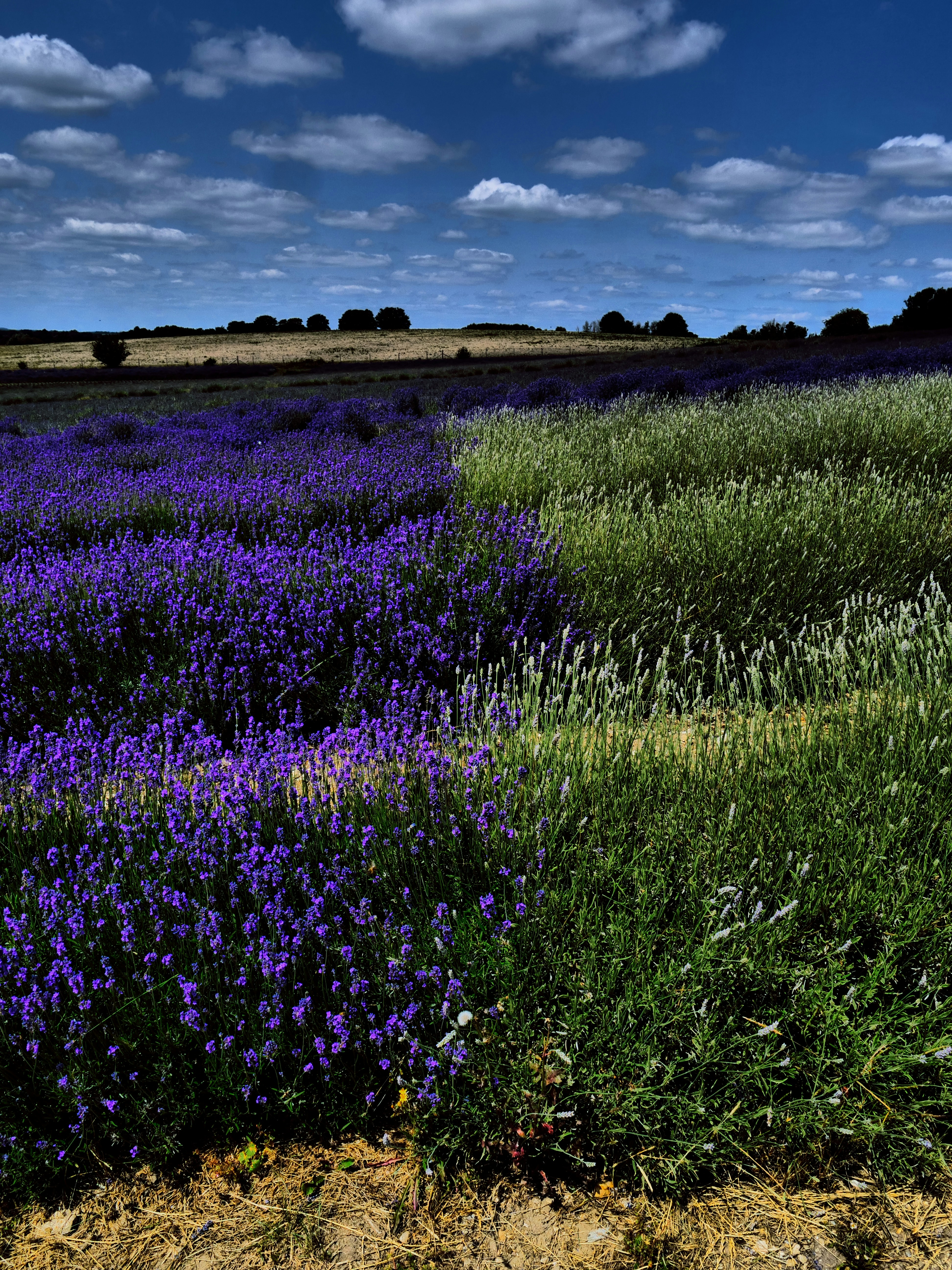 Photo by balmy_sunset