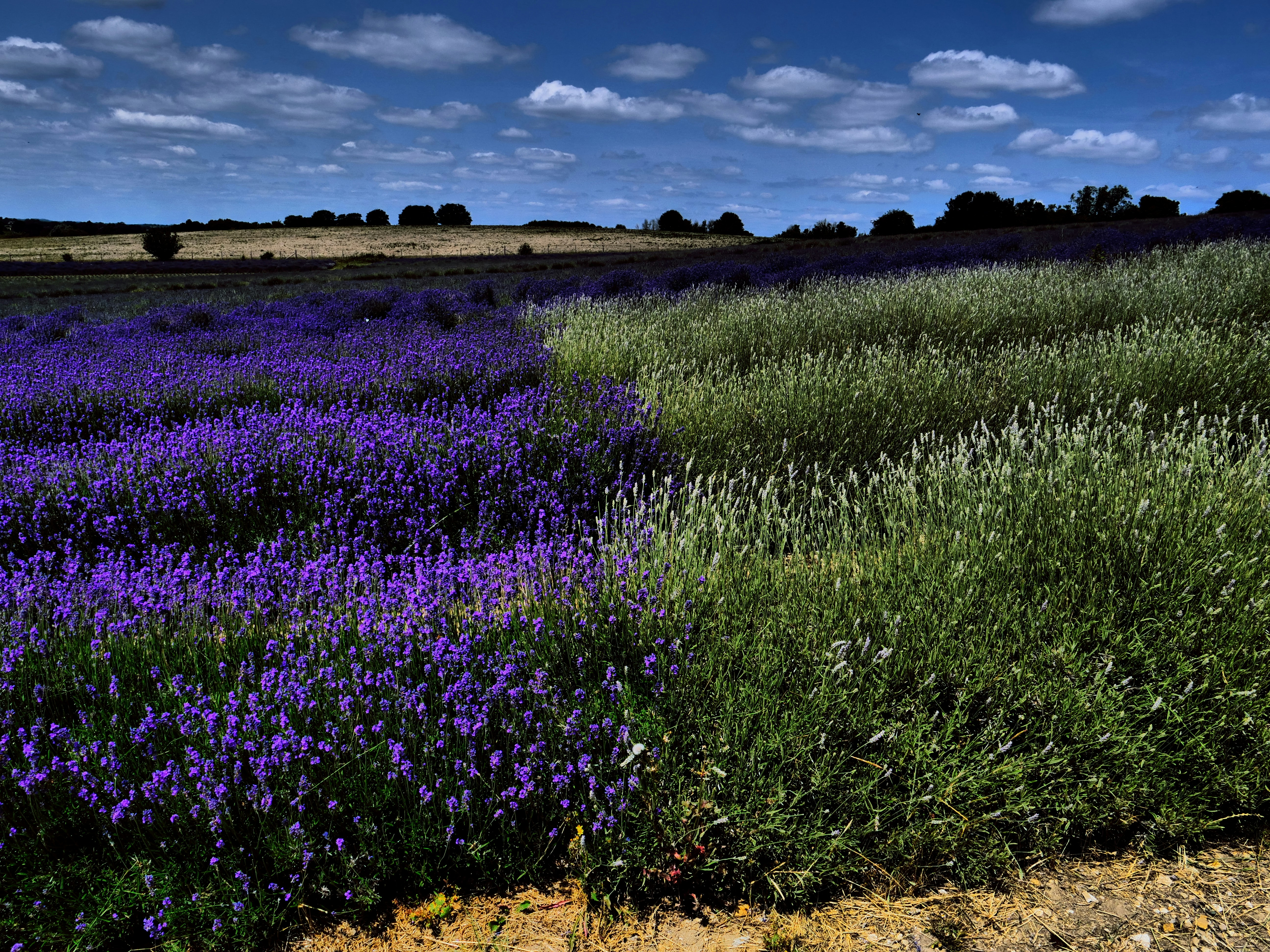 Photo by balmy_sunset