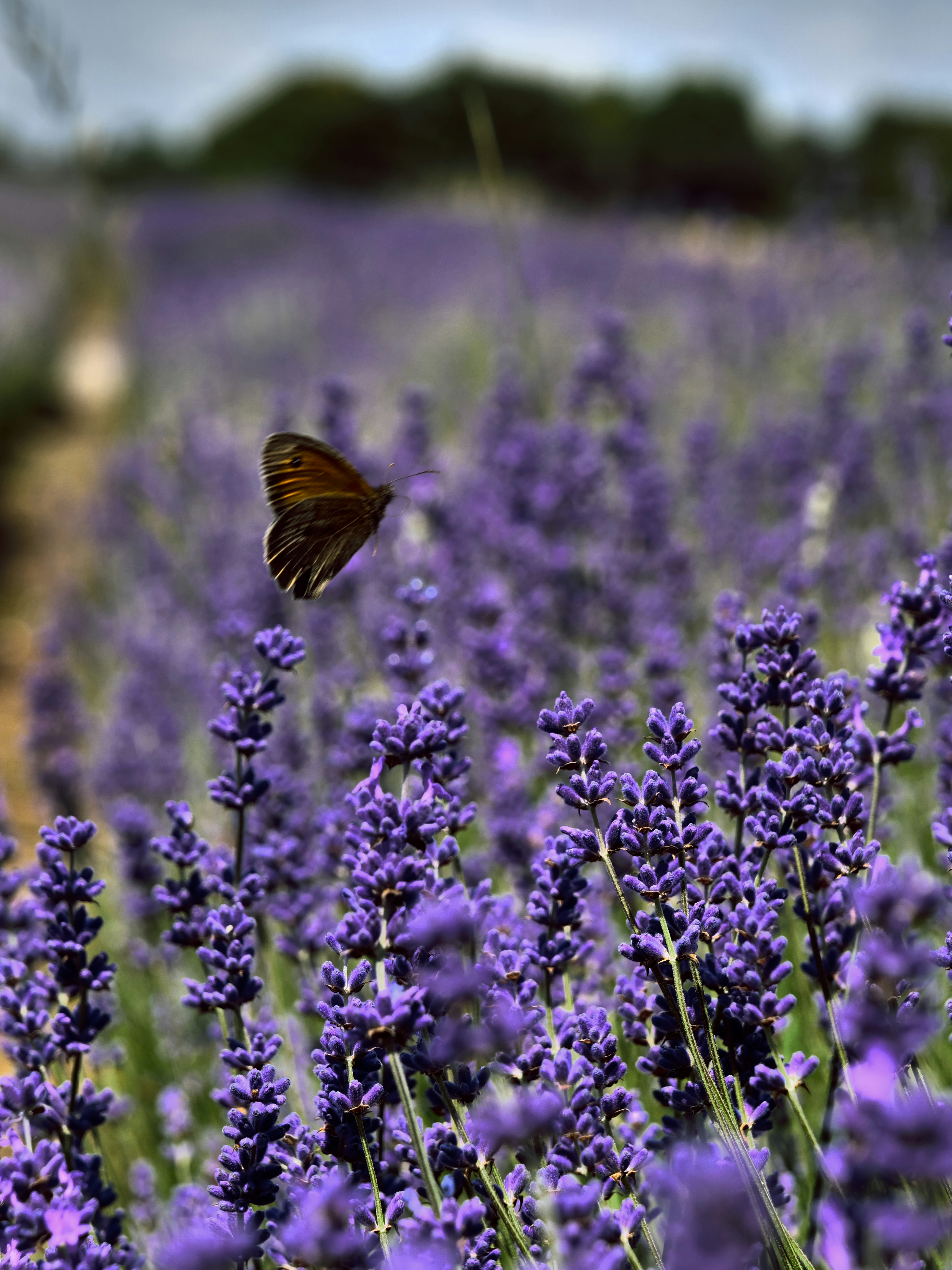 Photo by balmy_sunset