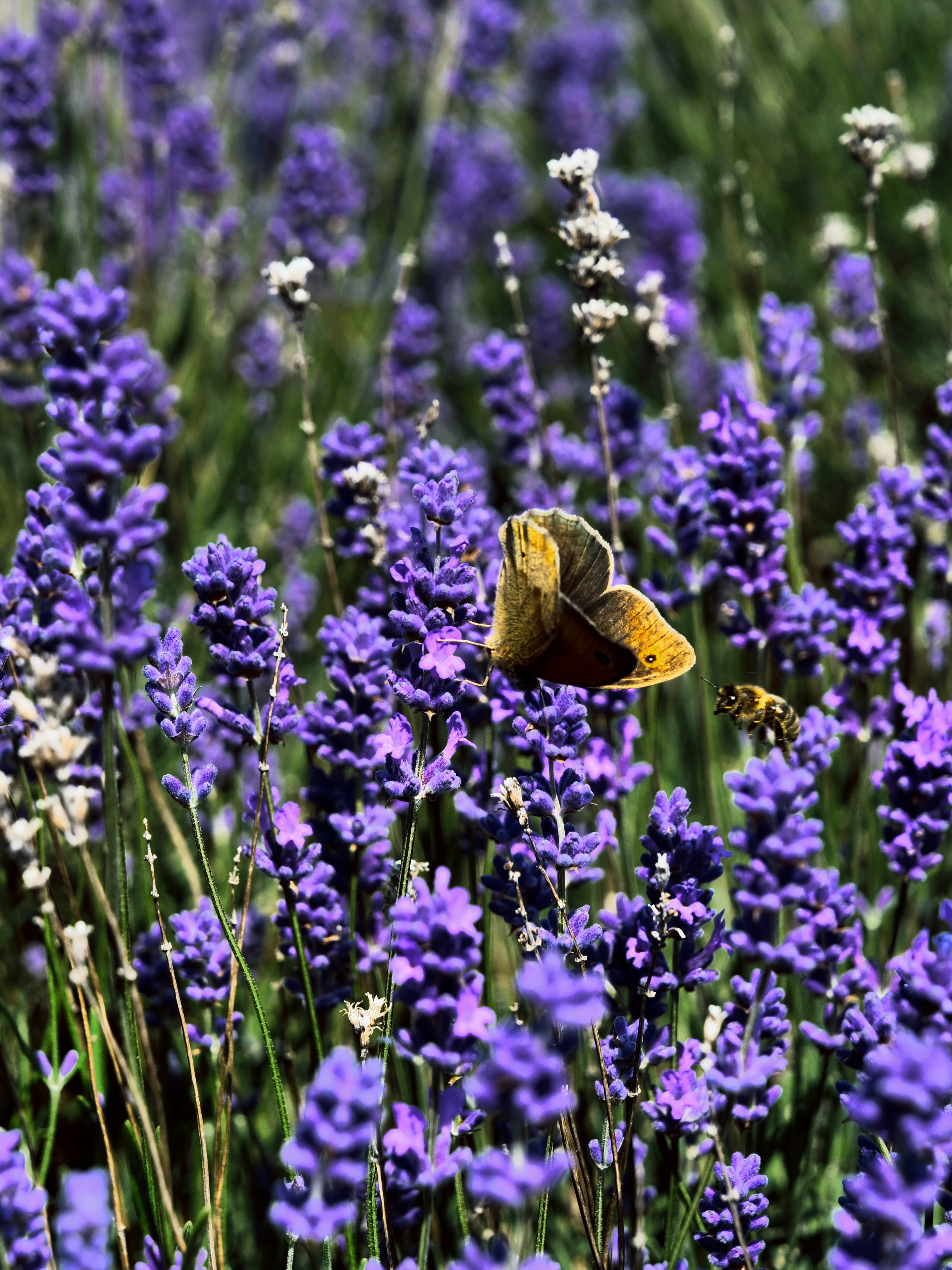 Photo by balmy_sunset