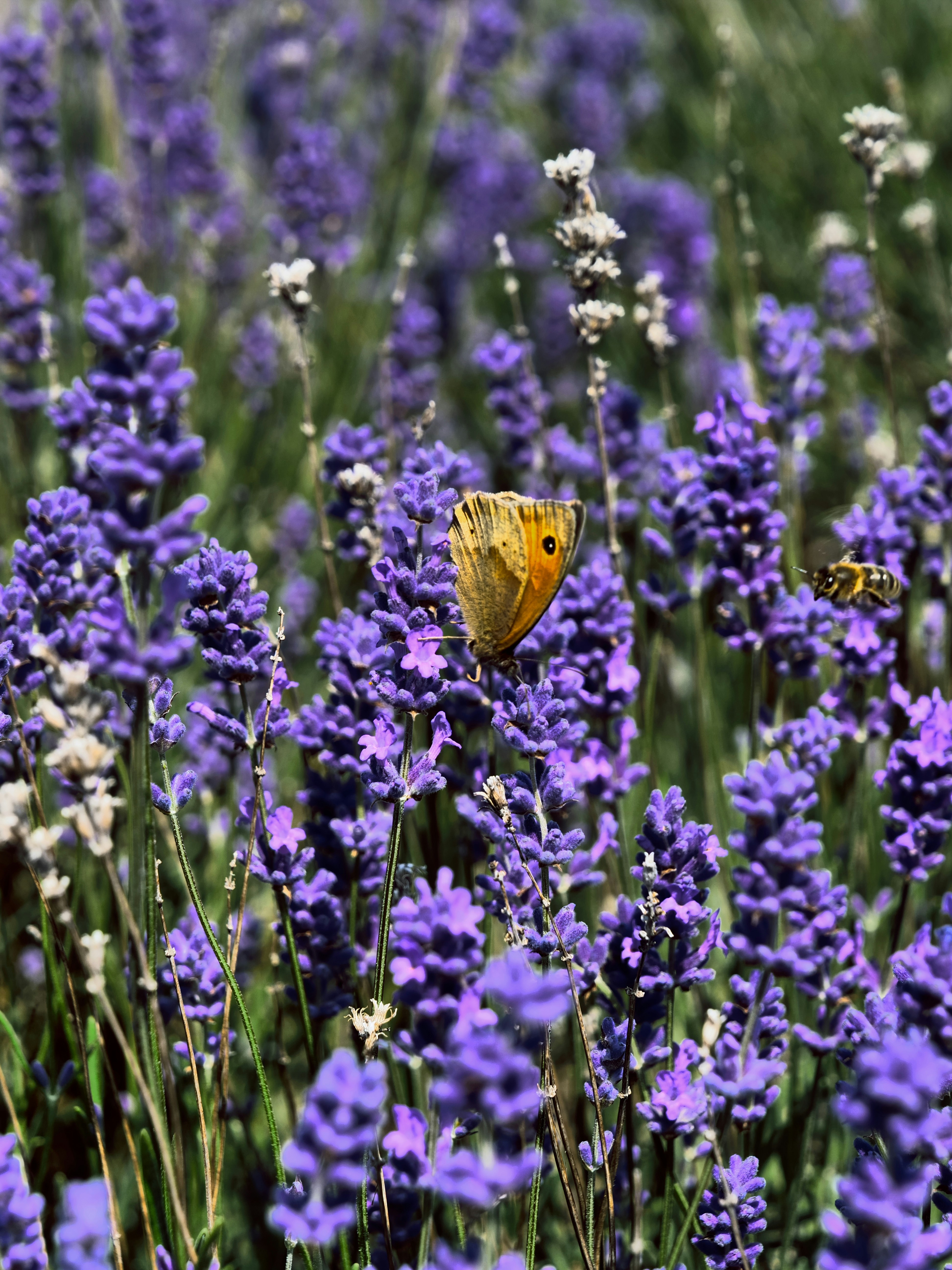 Photo by balmy_sunset