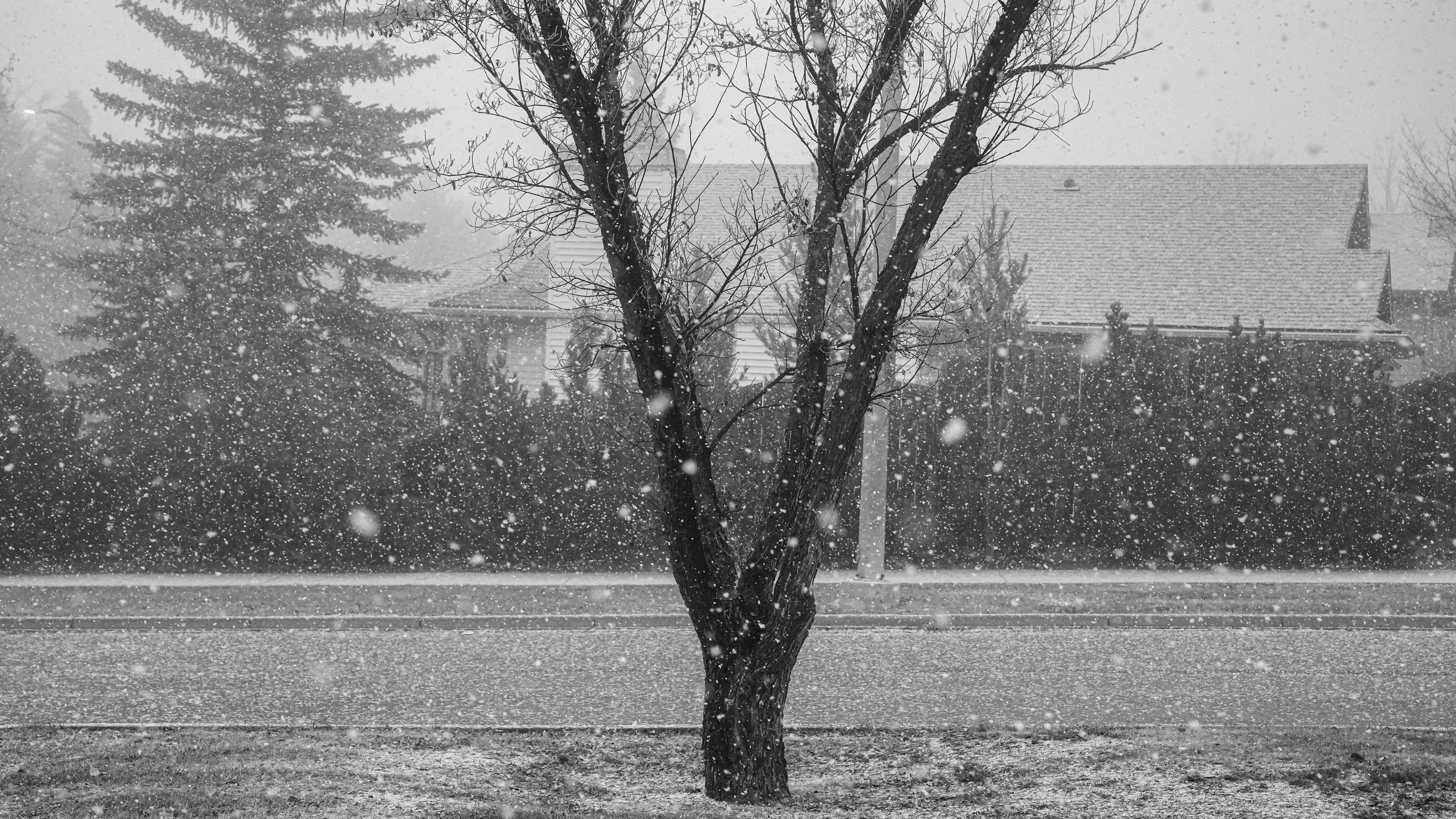 Bare tree in falling snow with house in background