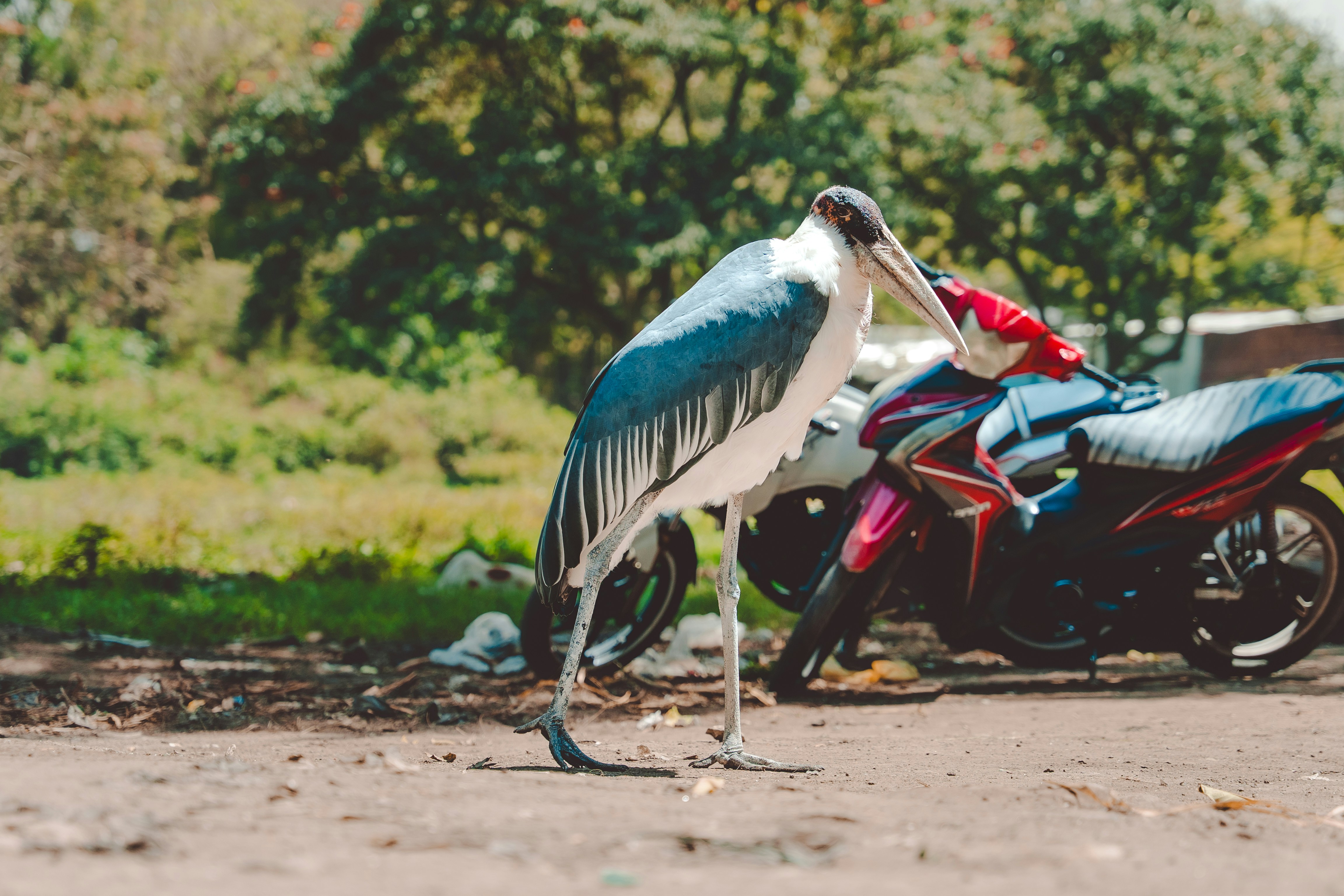 A marabou stork stands near a parked motorcycle.