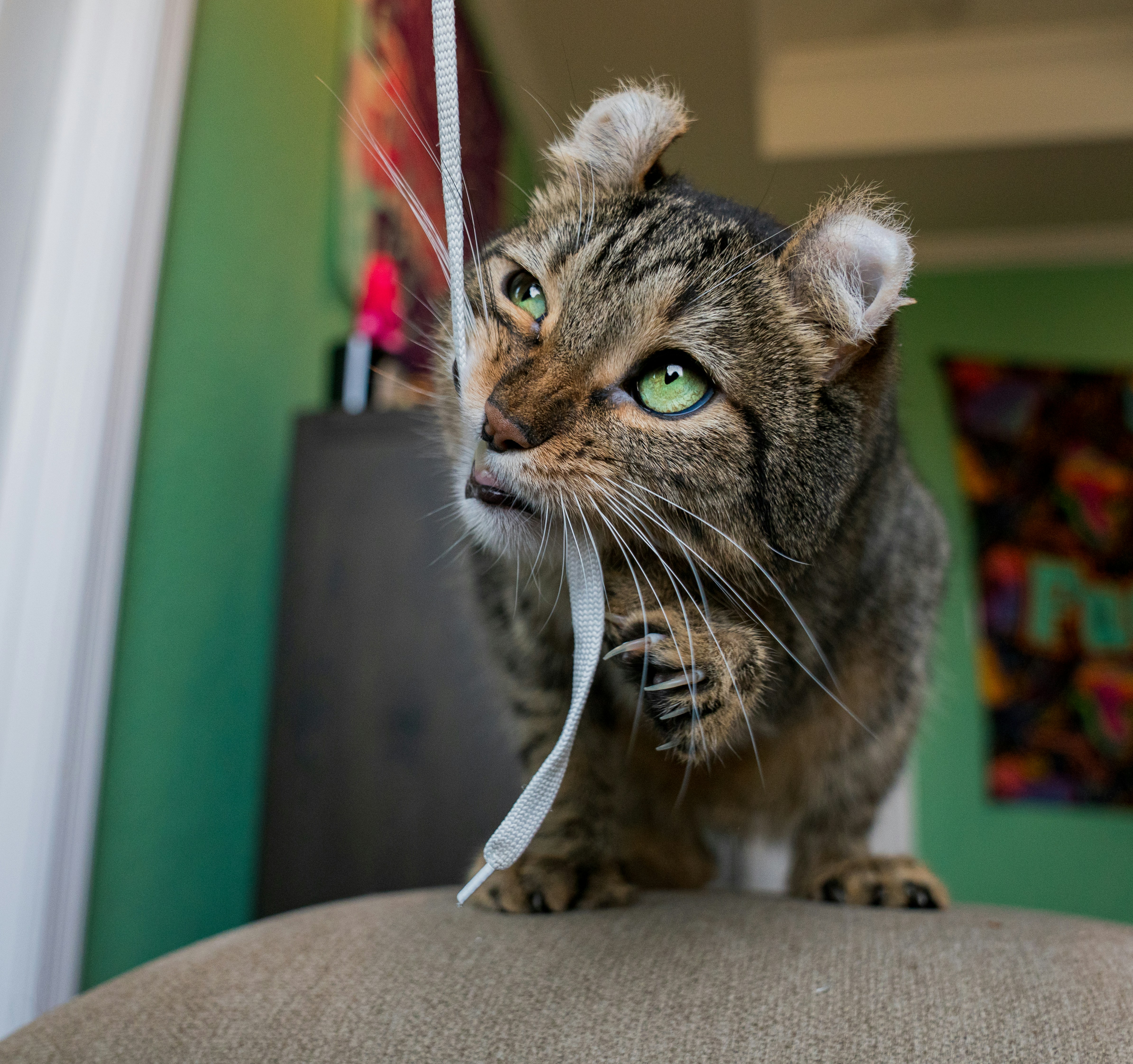 A tabby cat plays with a white string.