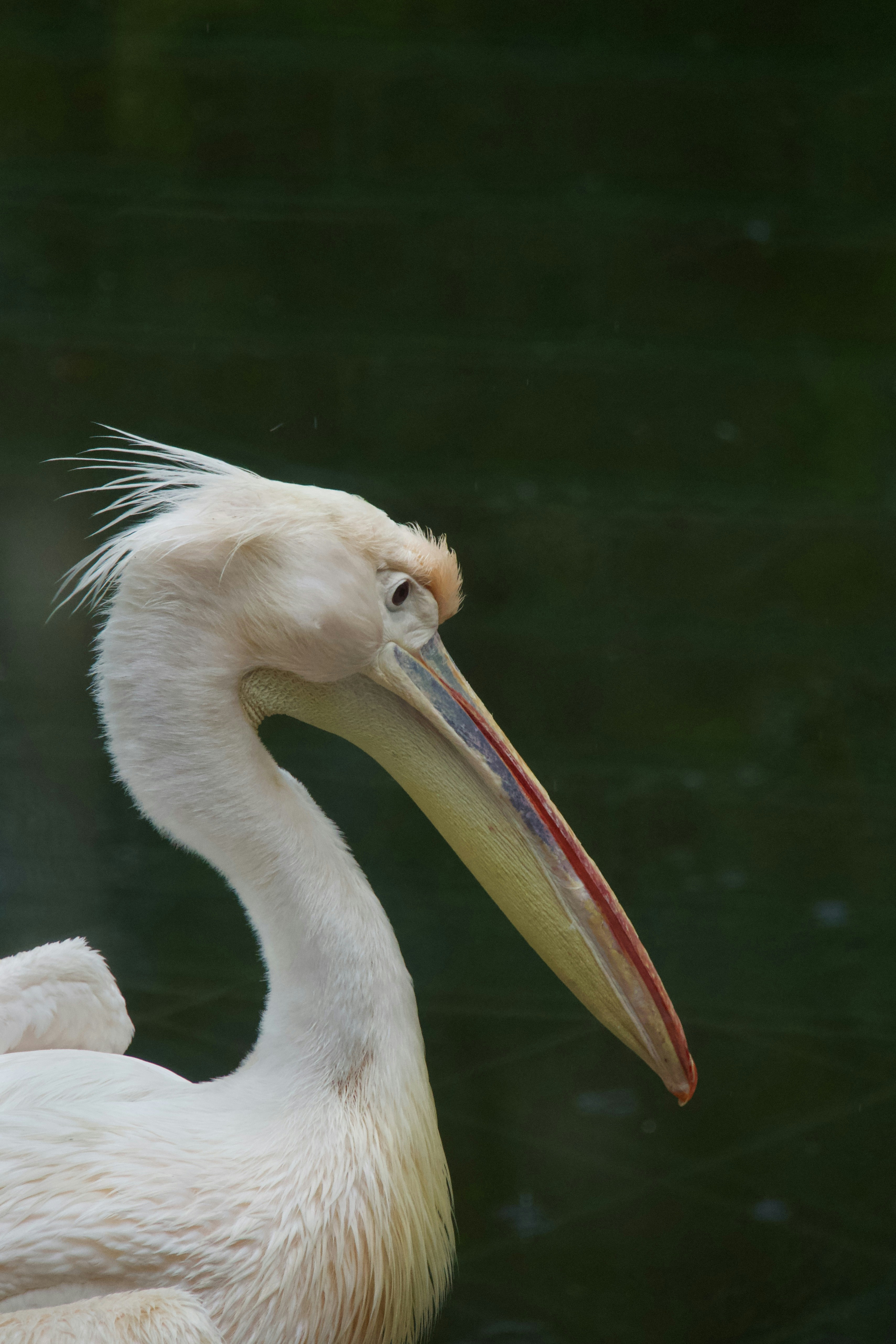 Photo by quang_quang