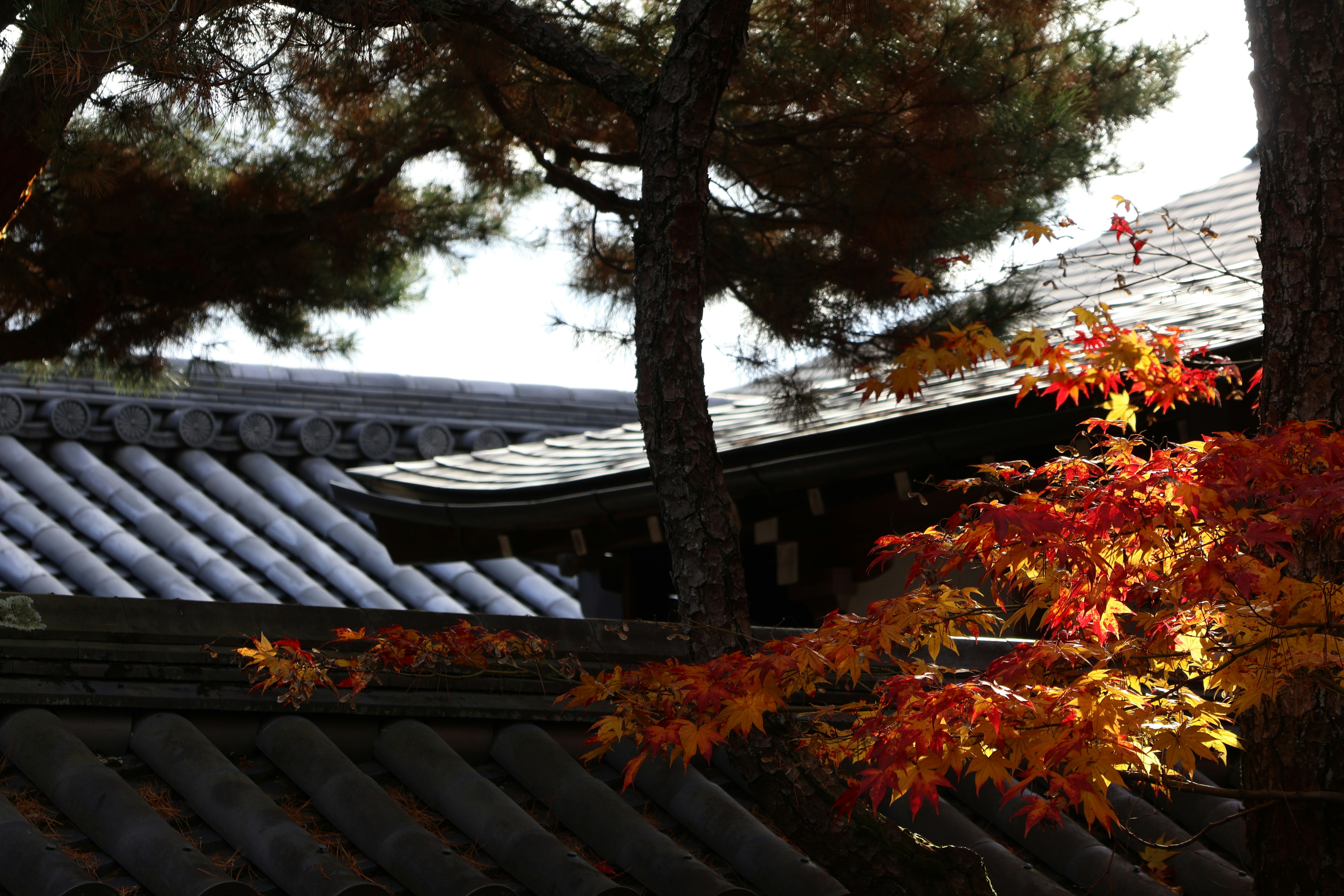 Roof covered in autumn leaves and debris - Downers Grove roof inspection