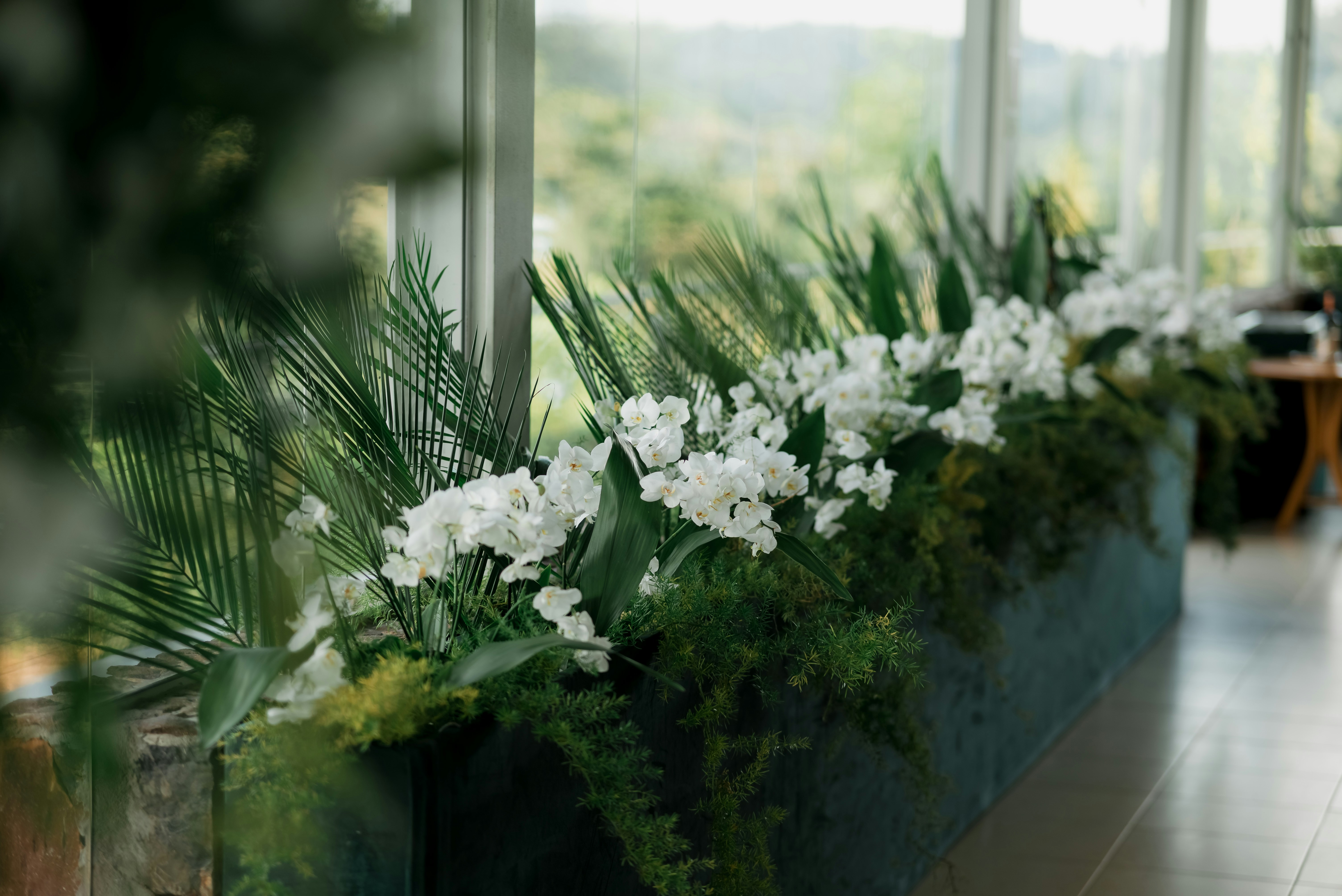 プランターの中の白い花と緑の葉