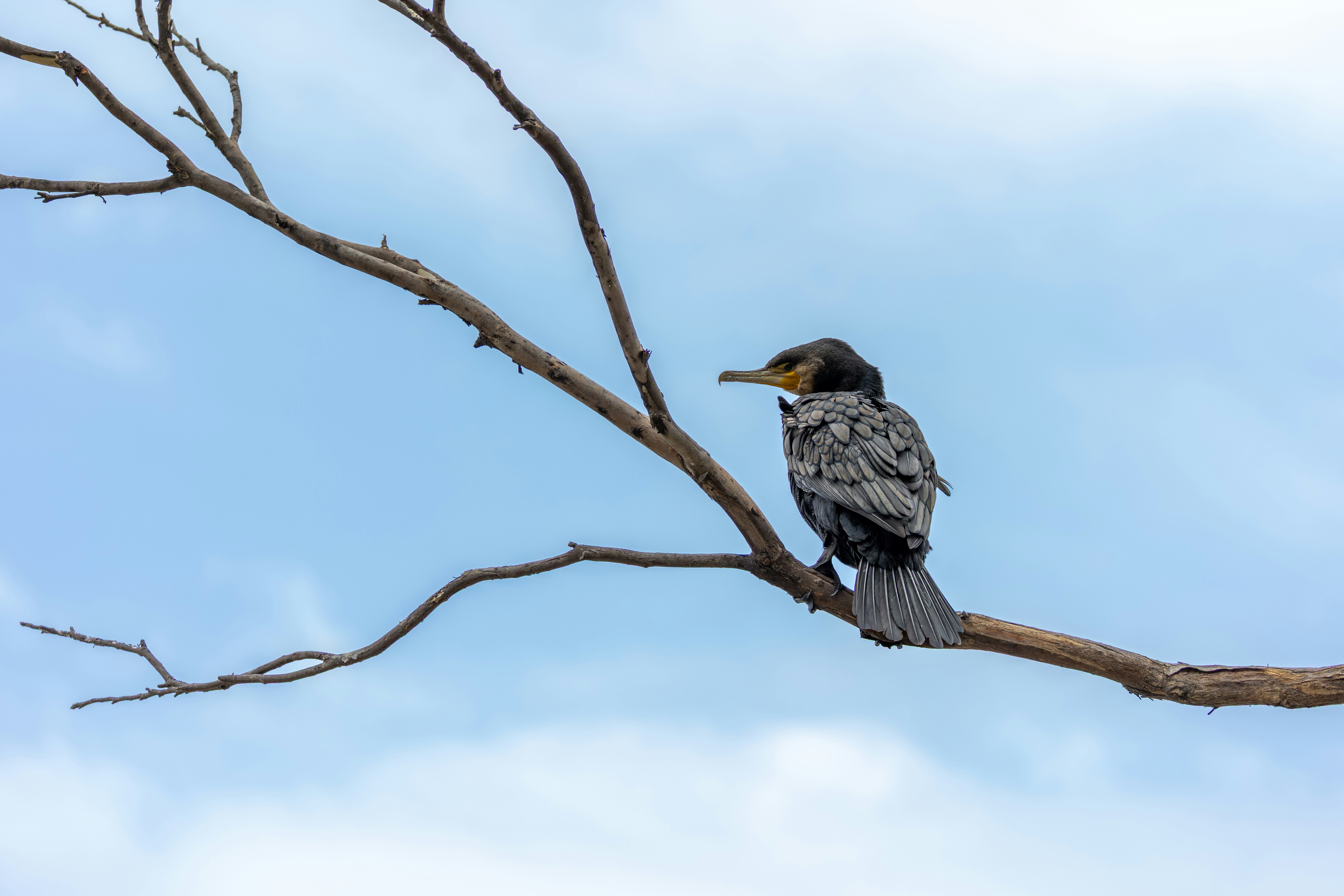 Photo by niharjreddy