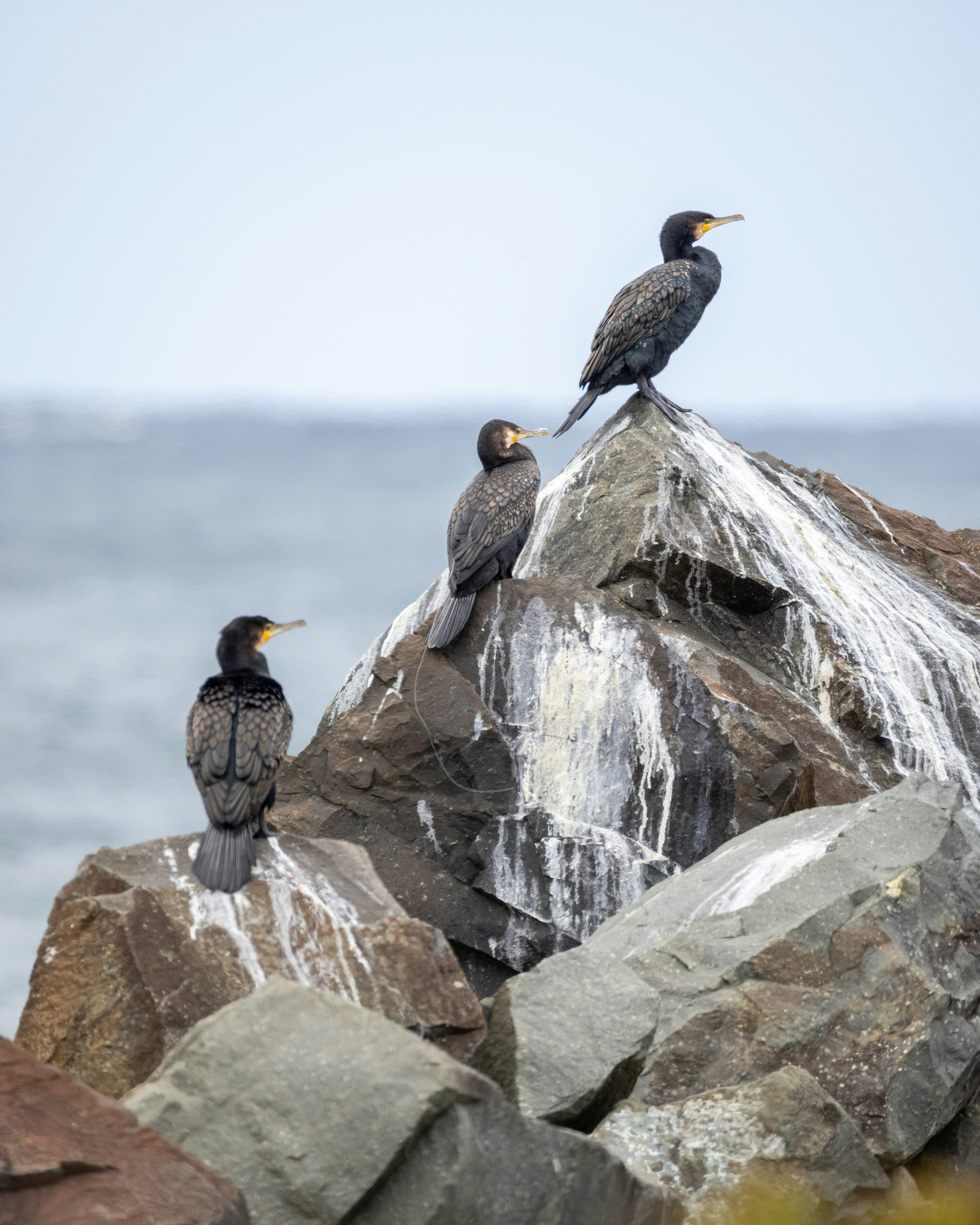 Photo by niharjreddy