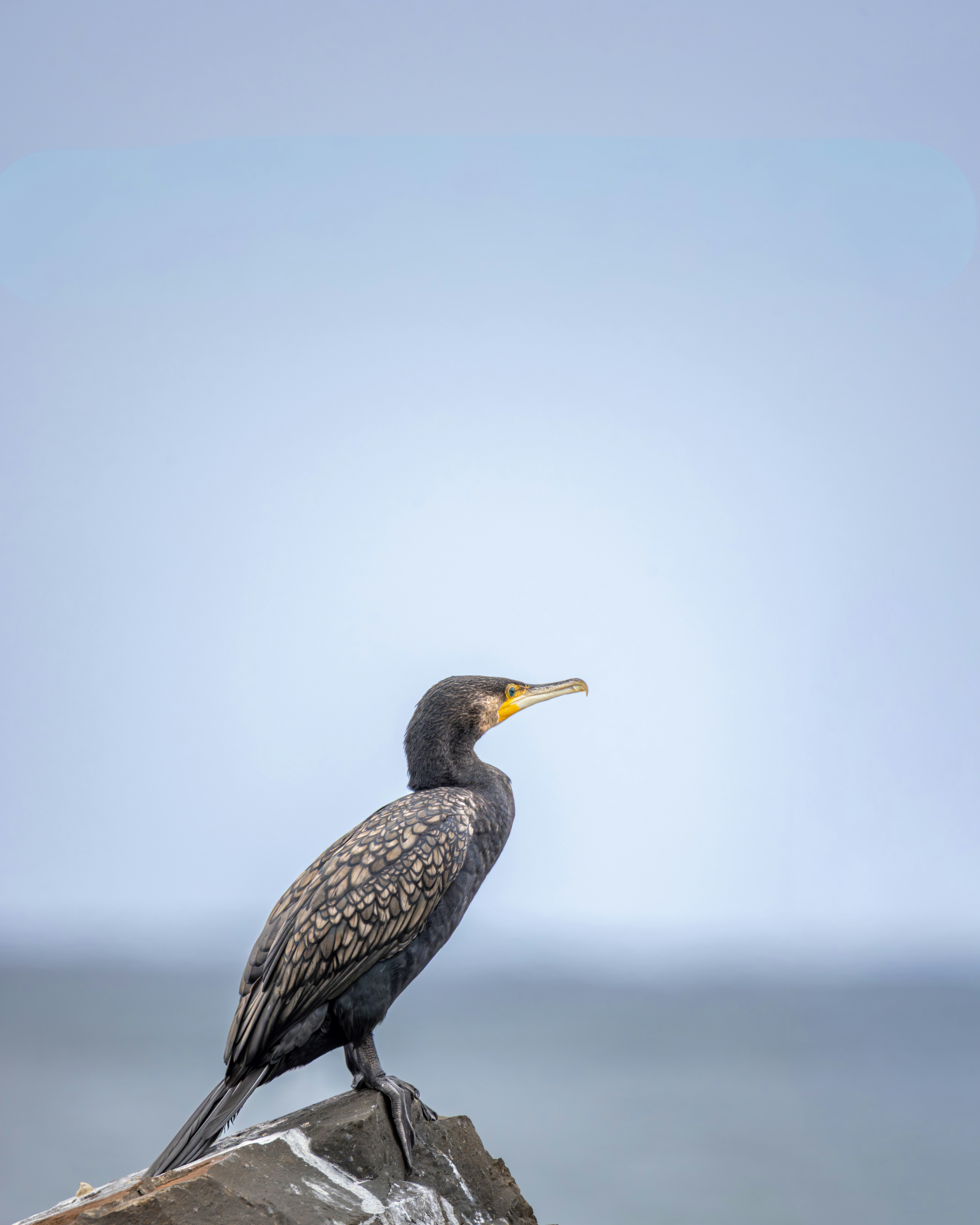 Photo by niharjreddy