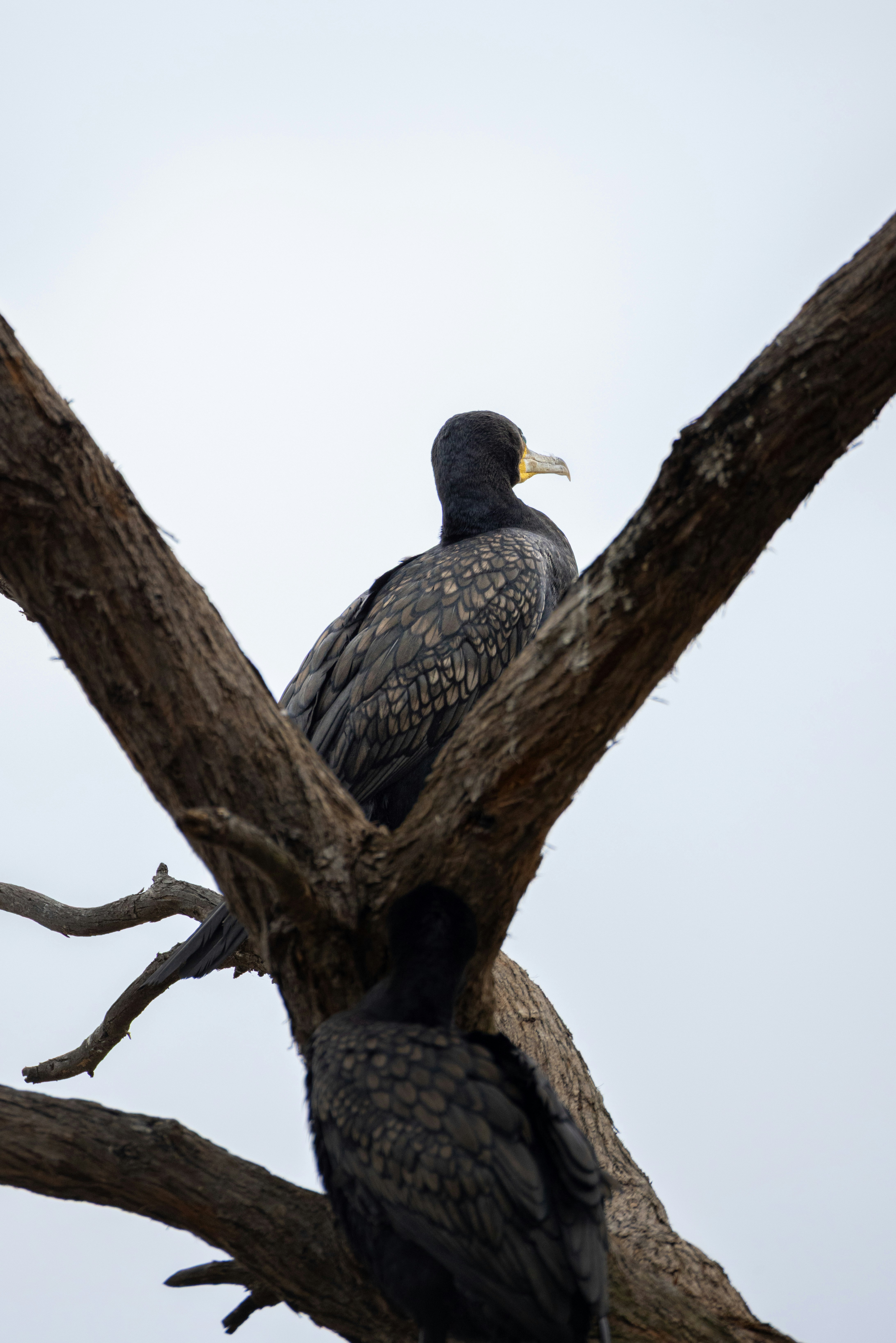 Photo by niharjreddy