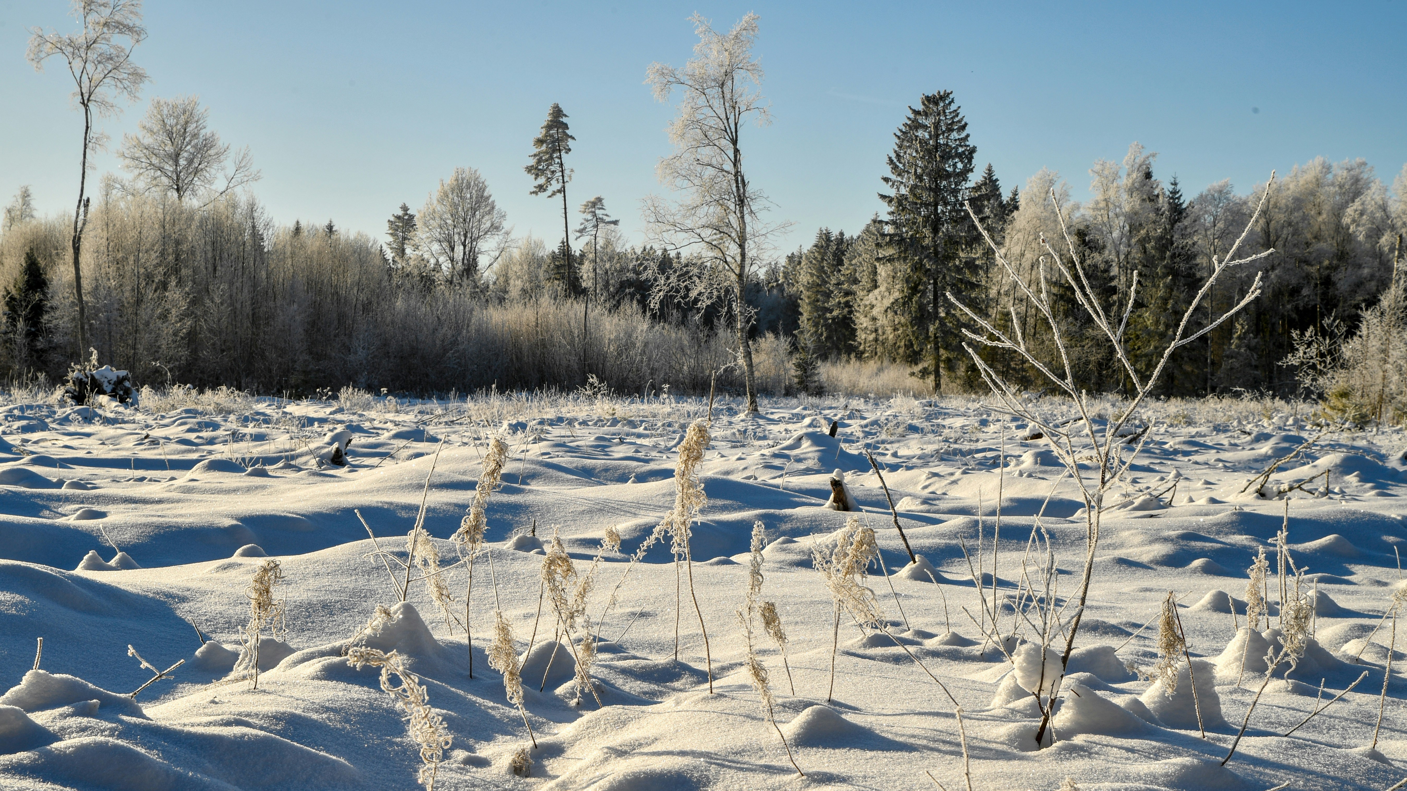 frosty winter landscape, wallpaper, First Frost Preparation: Protect Your Garden & Home 4