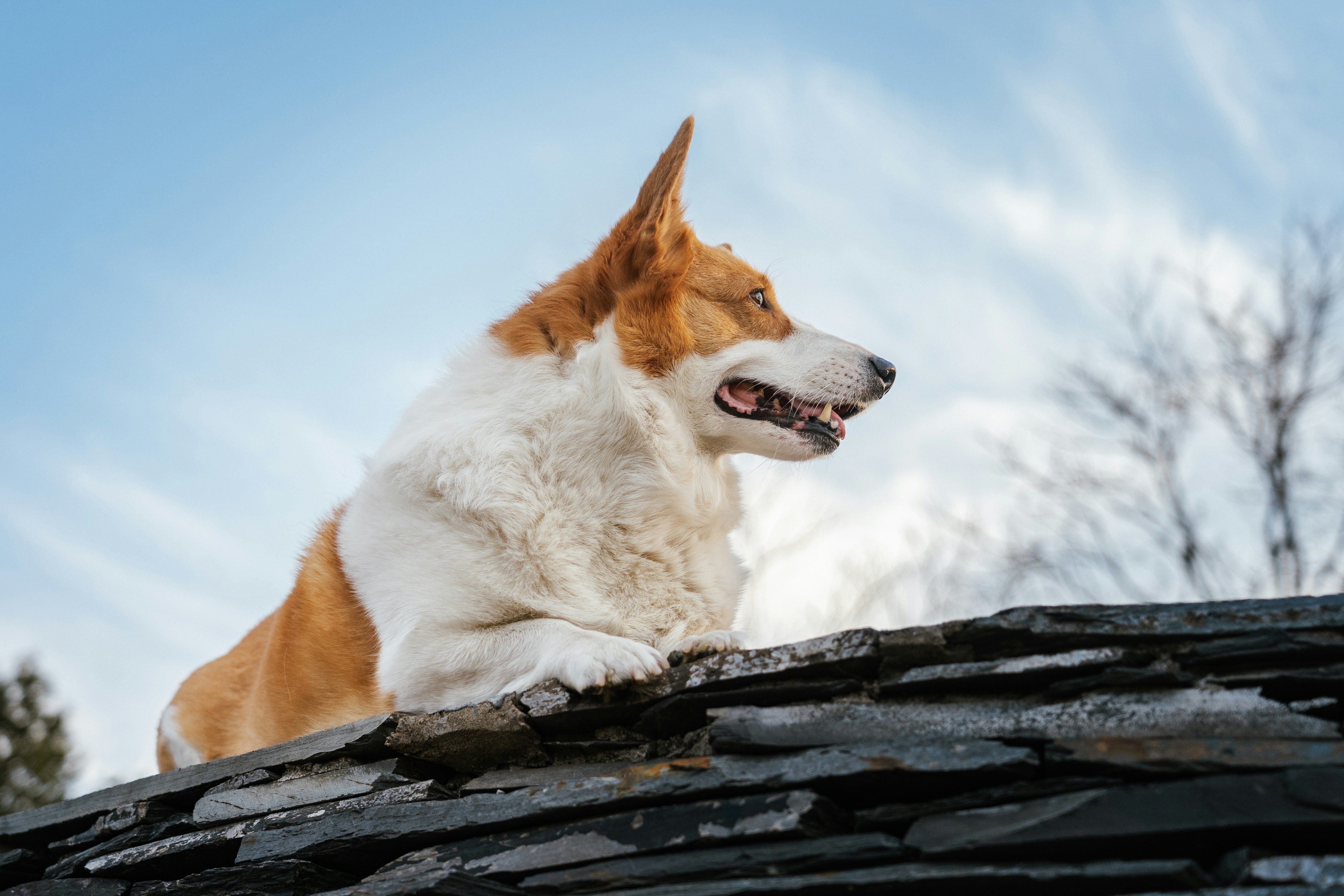 A corgi dog lies on a stone surface outdoors.