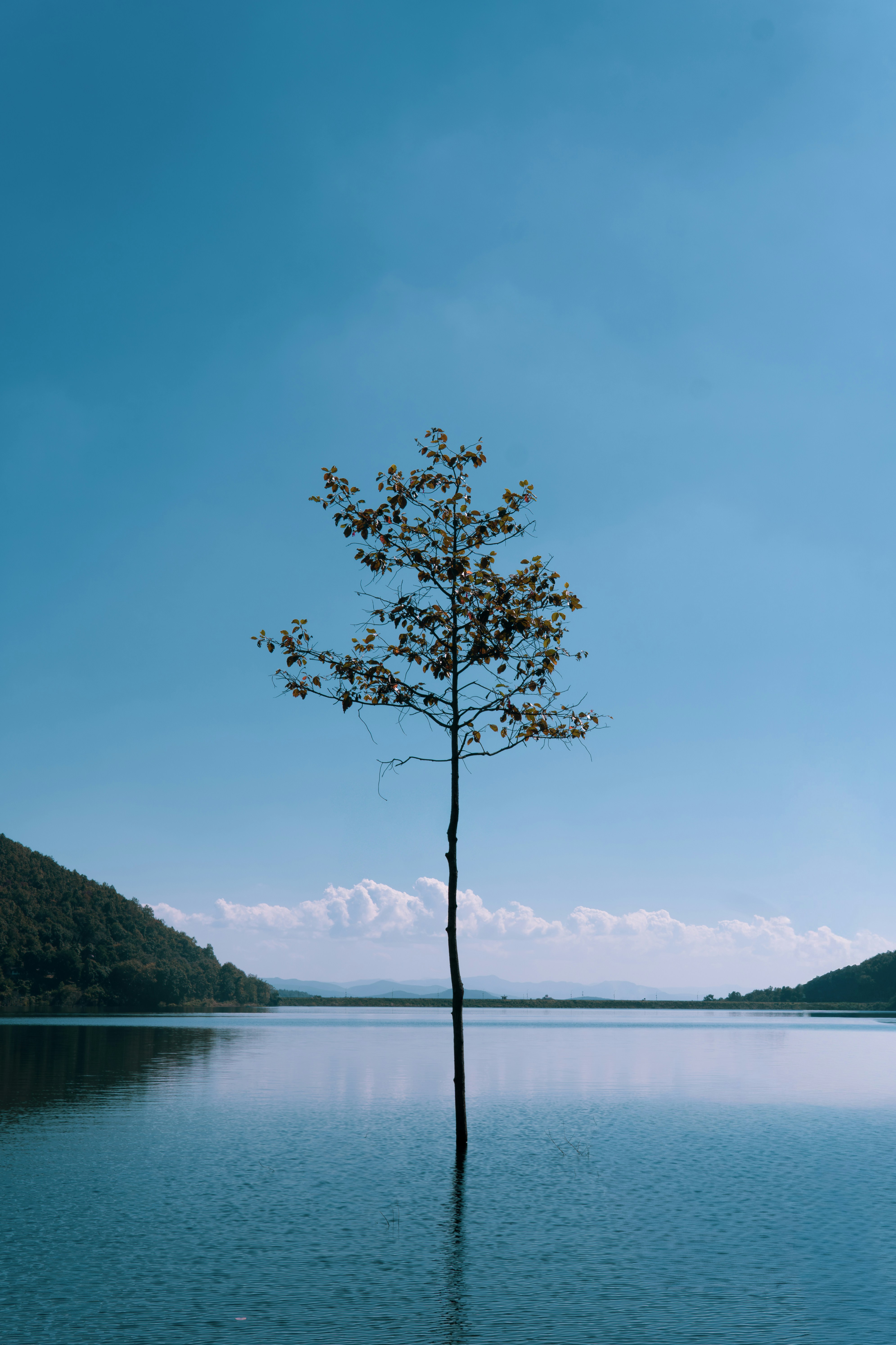 Solitary tree stands in calm water under blue sky