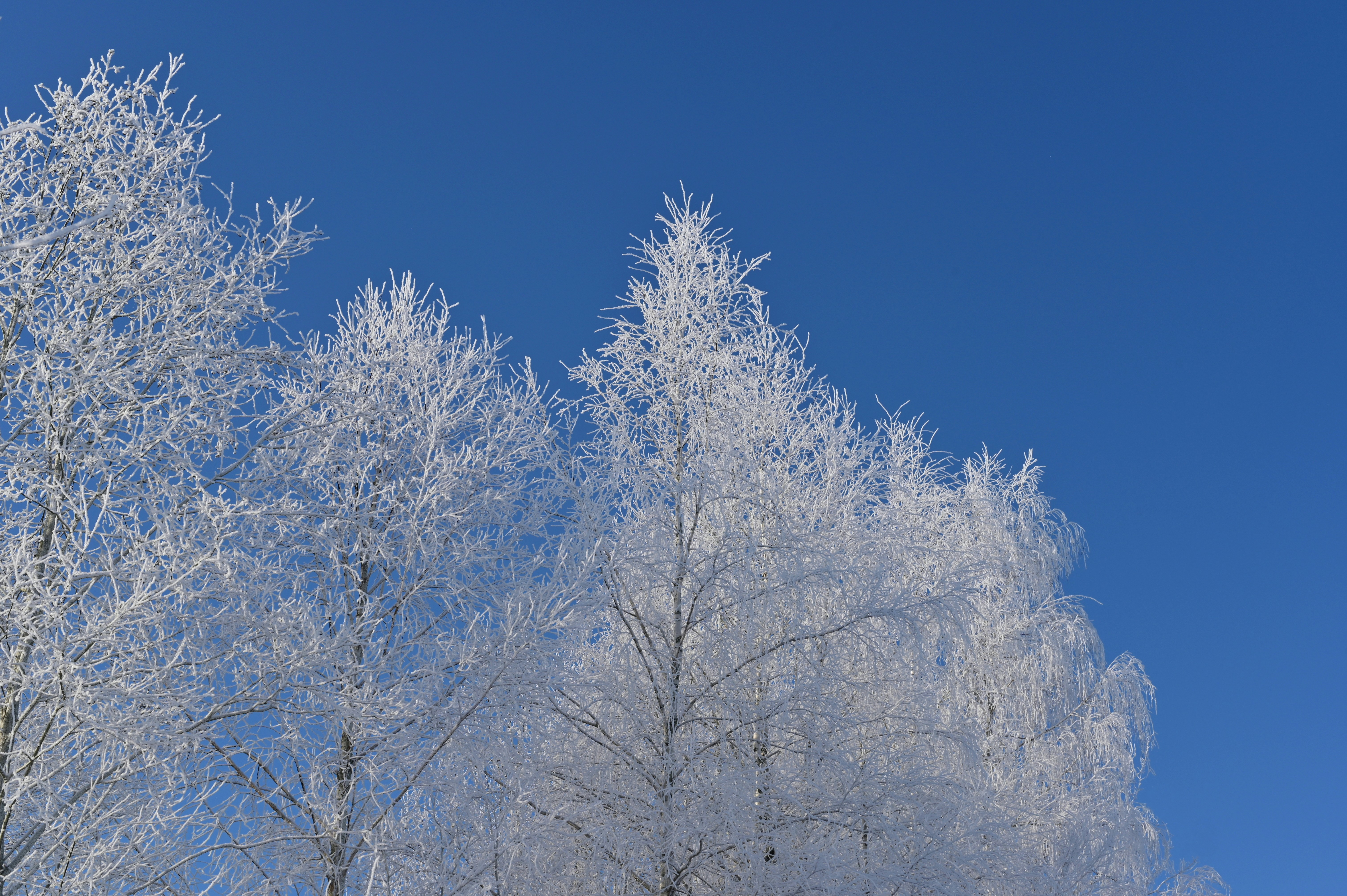 Frosted trees against a clear blue sky
