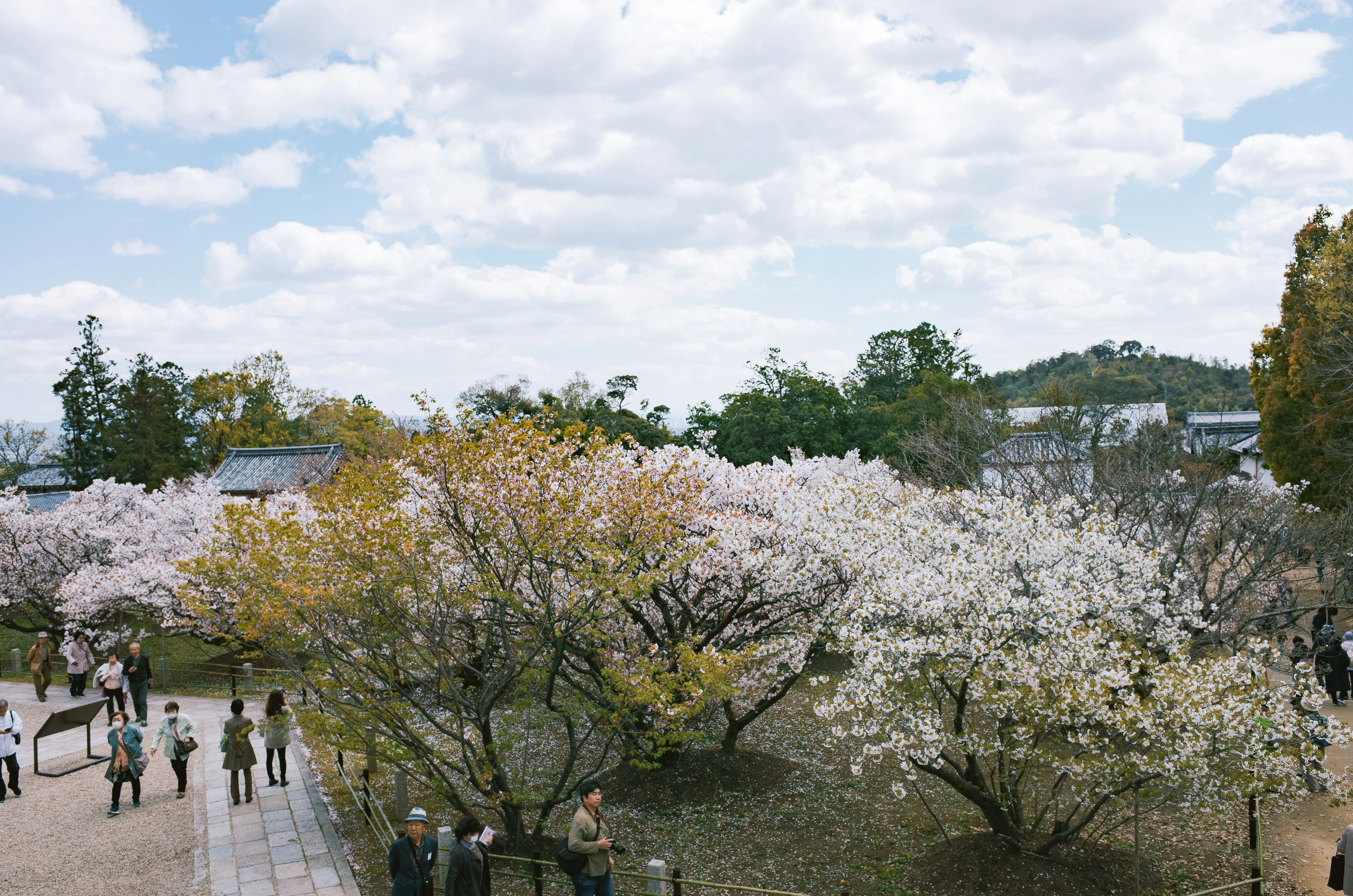 Cherry blossoms bloom in a park with people walking.