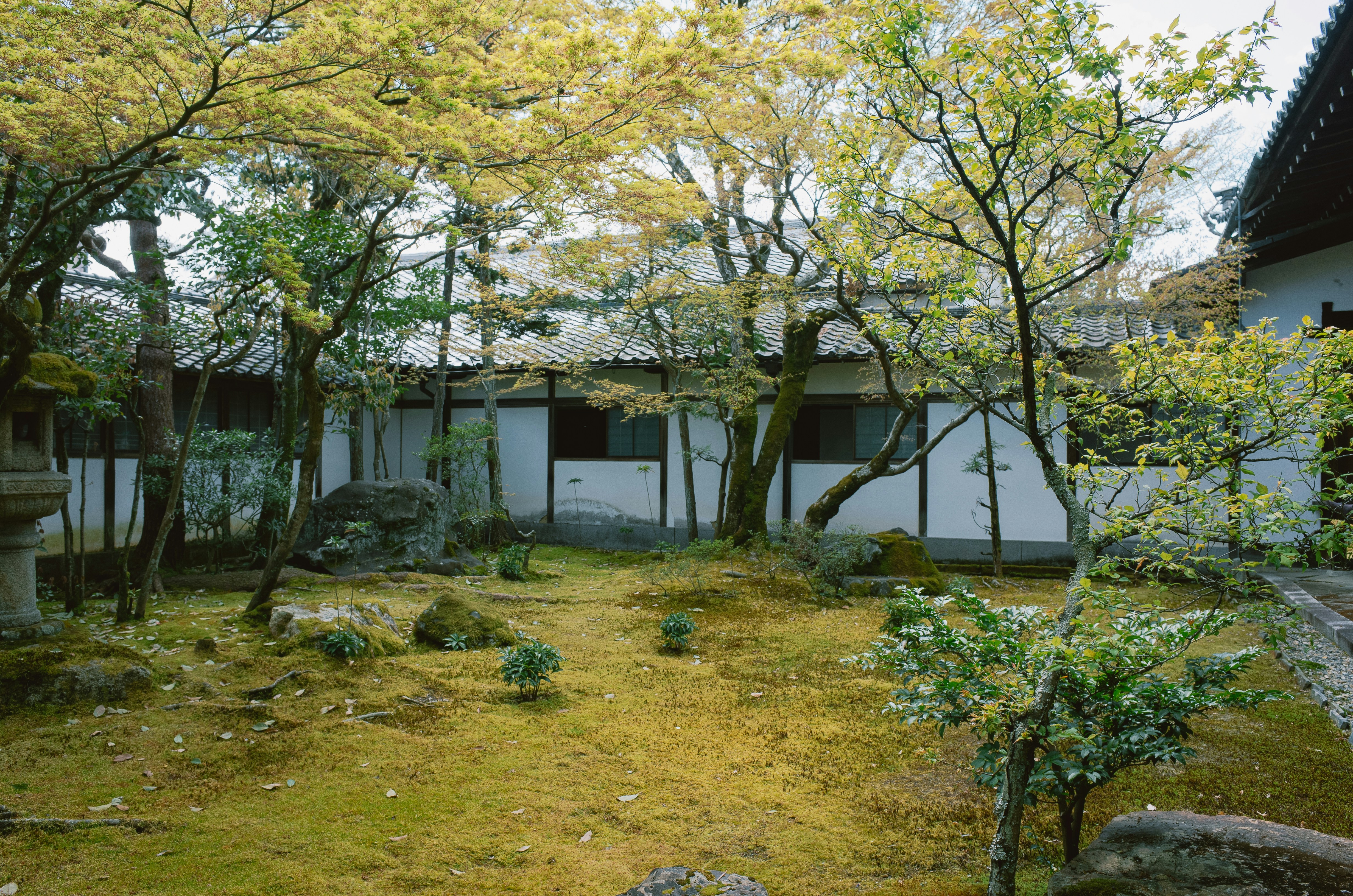 Japanese garden with moss and trees