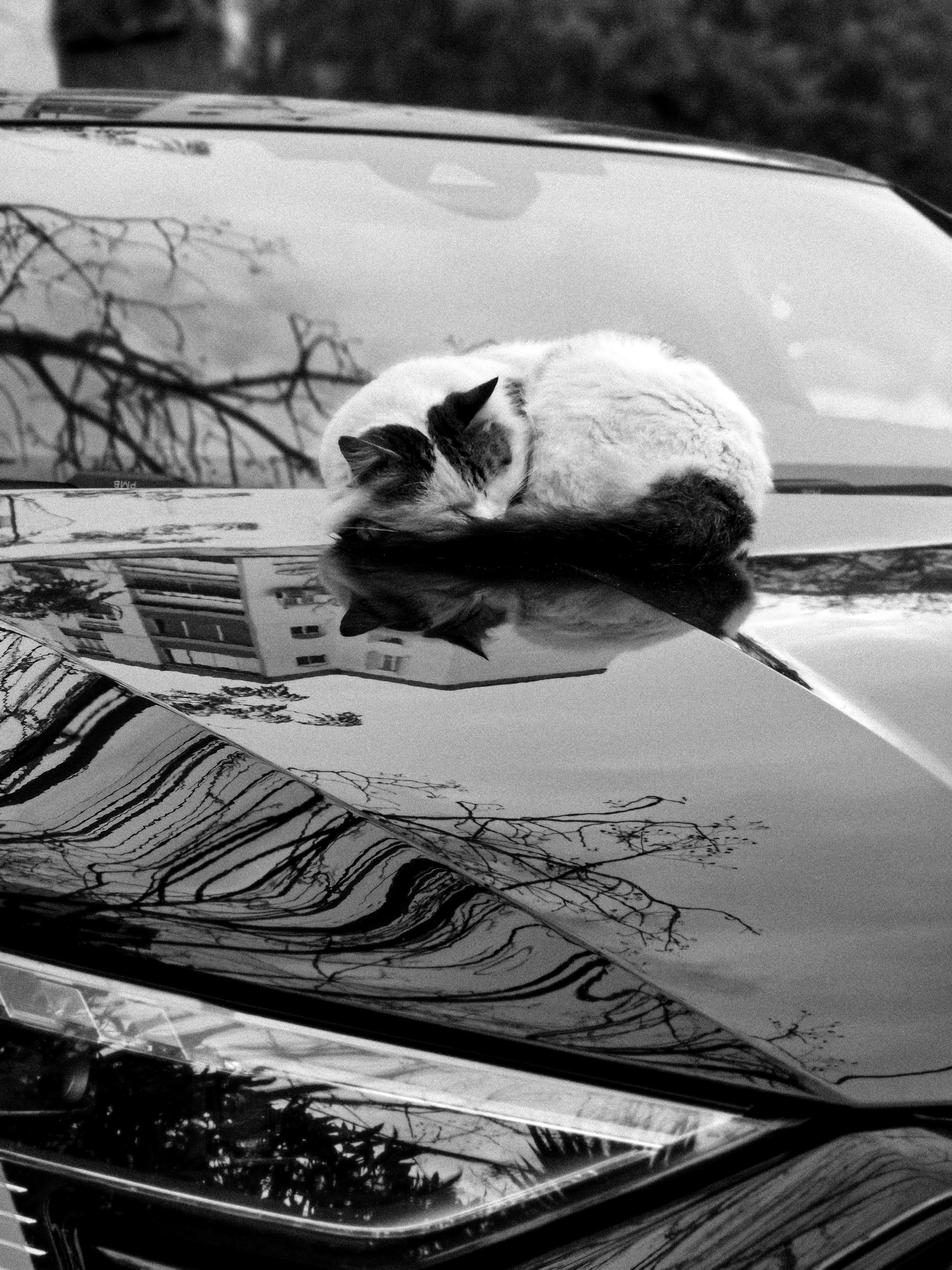A fluffy cat sleeps on a shiny car hood.