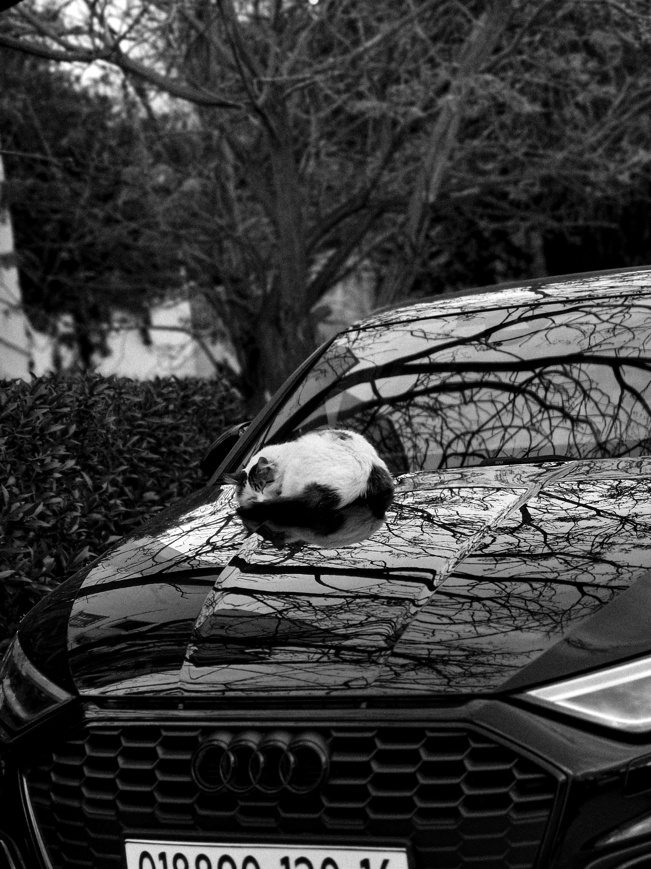 A cat rests on the hood of a black car.