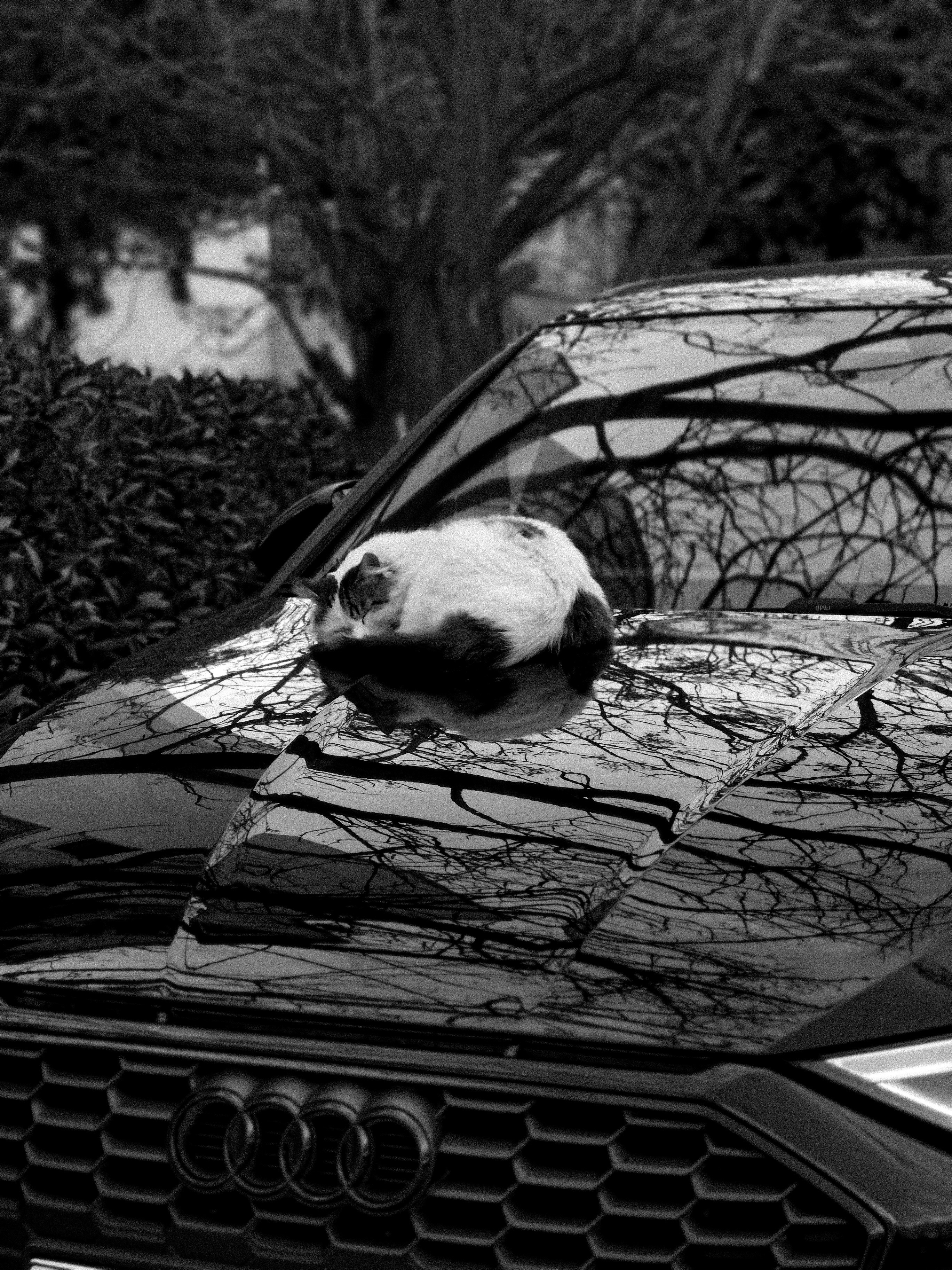 A cat rests on the hood of a car.