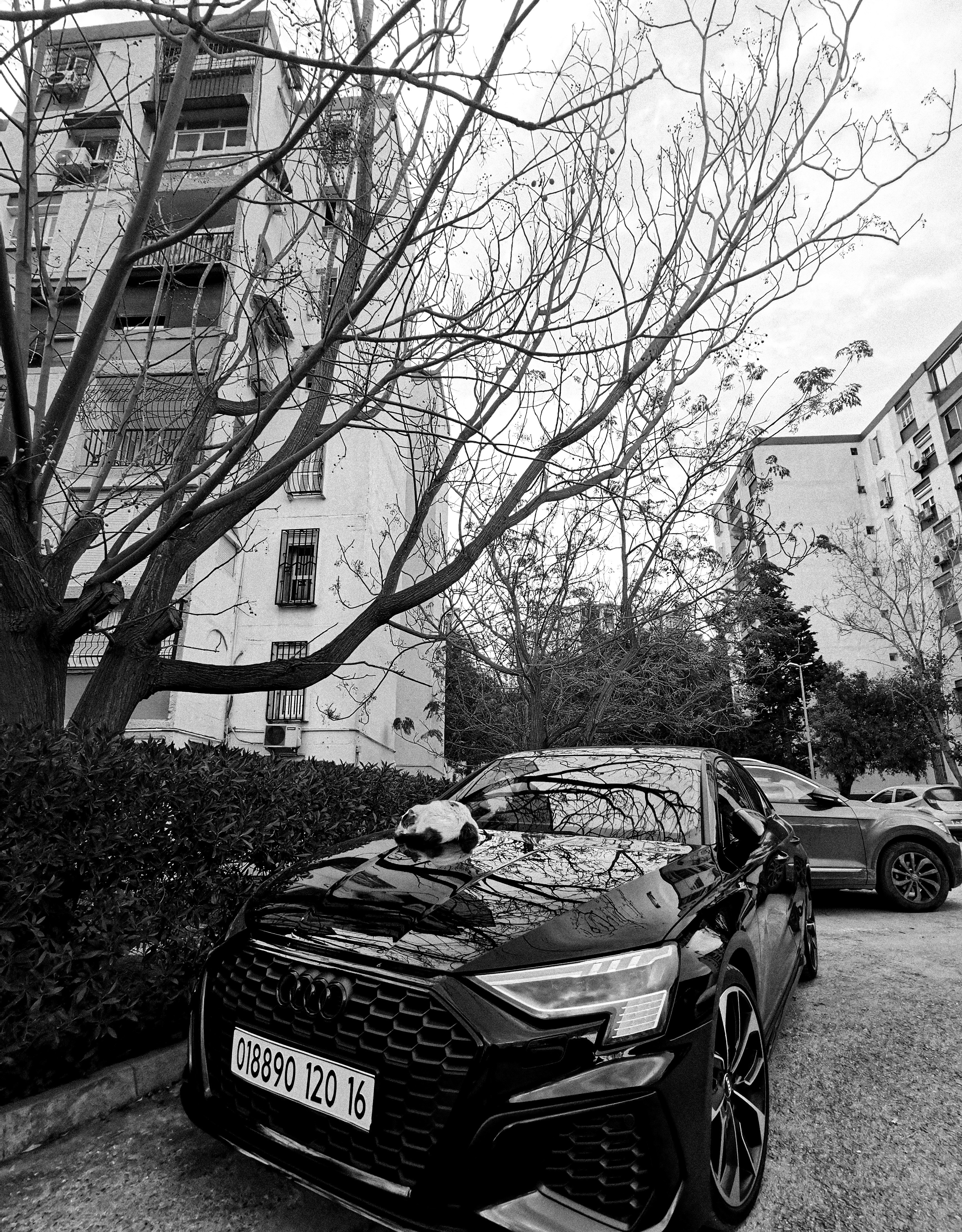 A black audi car parked near a building with trees.