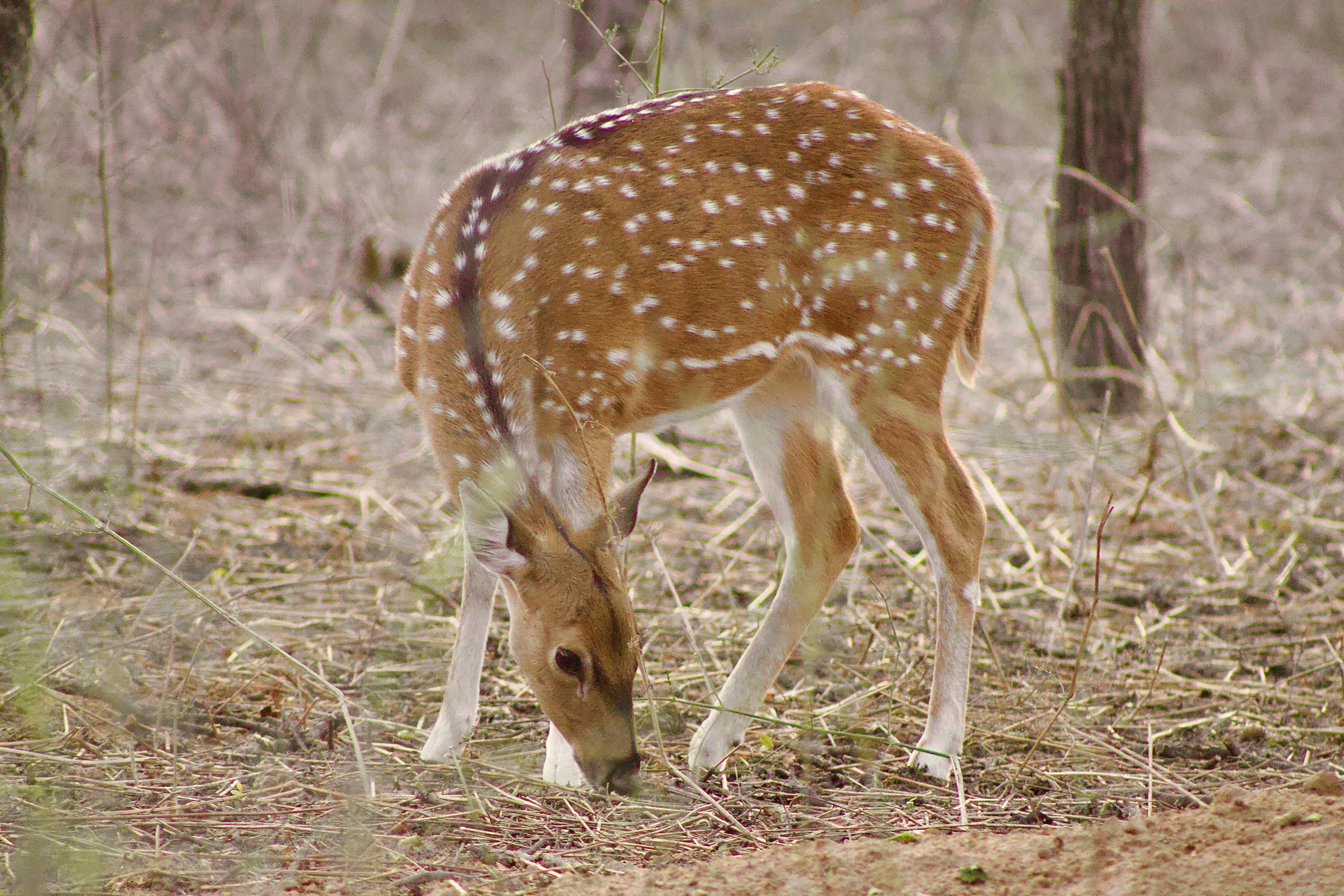 A spotted deer grazes in a dry forest.