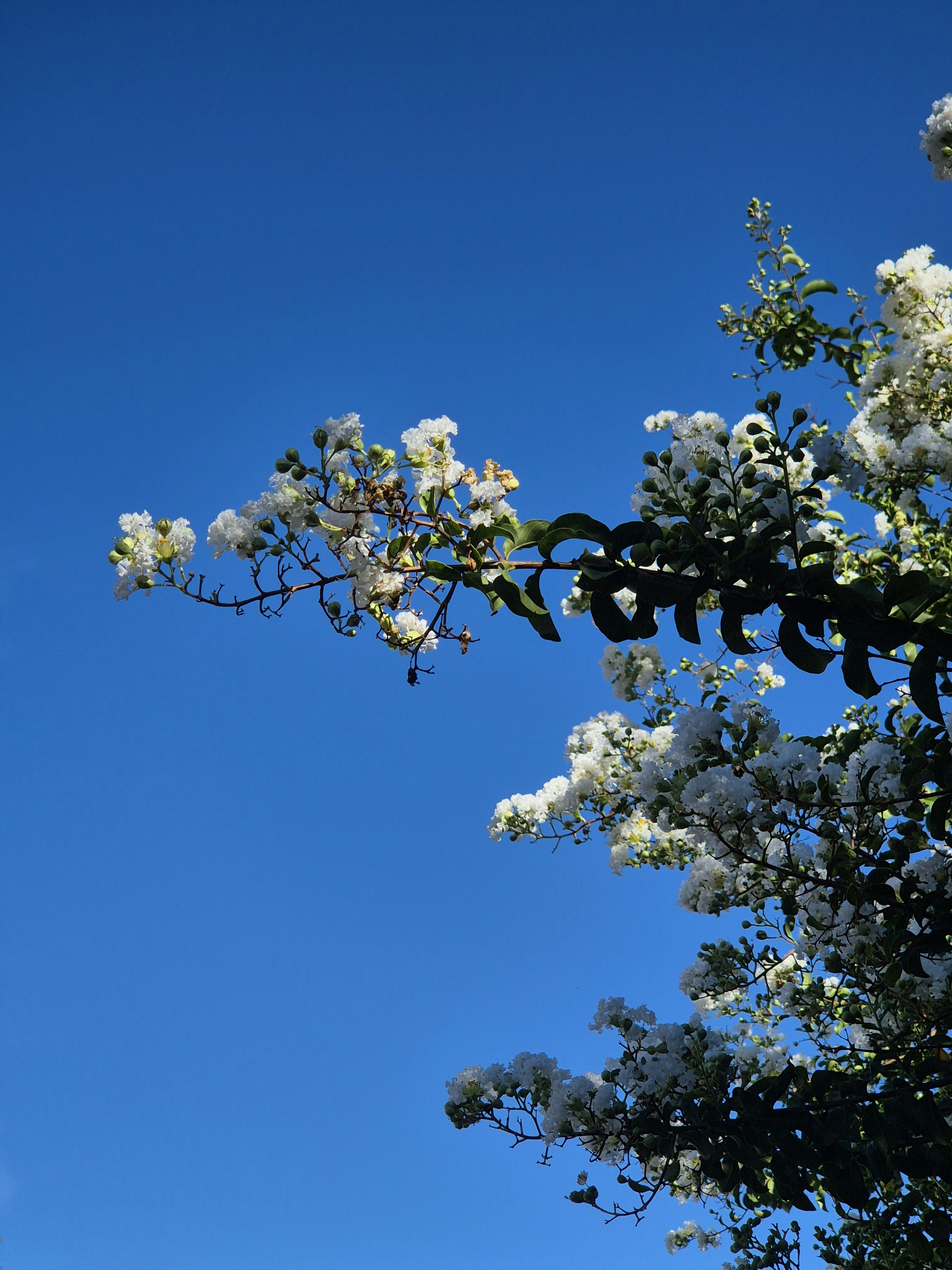 White flowers bloom against a clear blue sky.