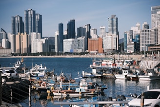 Boats docked in a harbor with a city skyline behind.