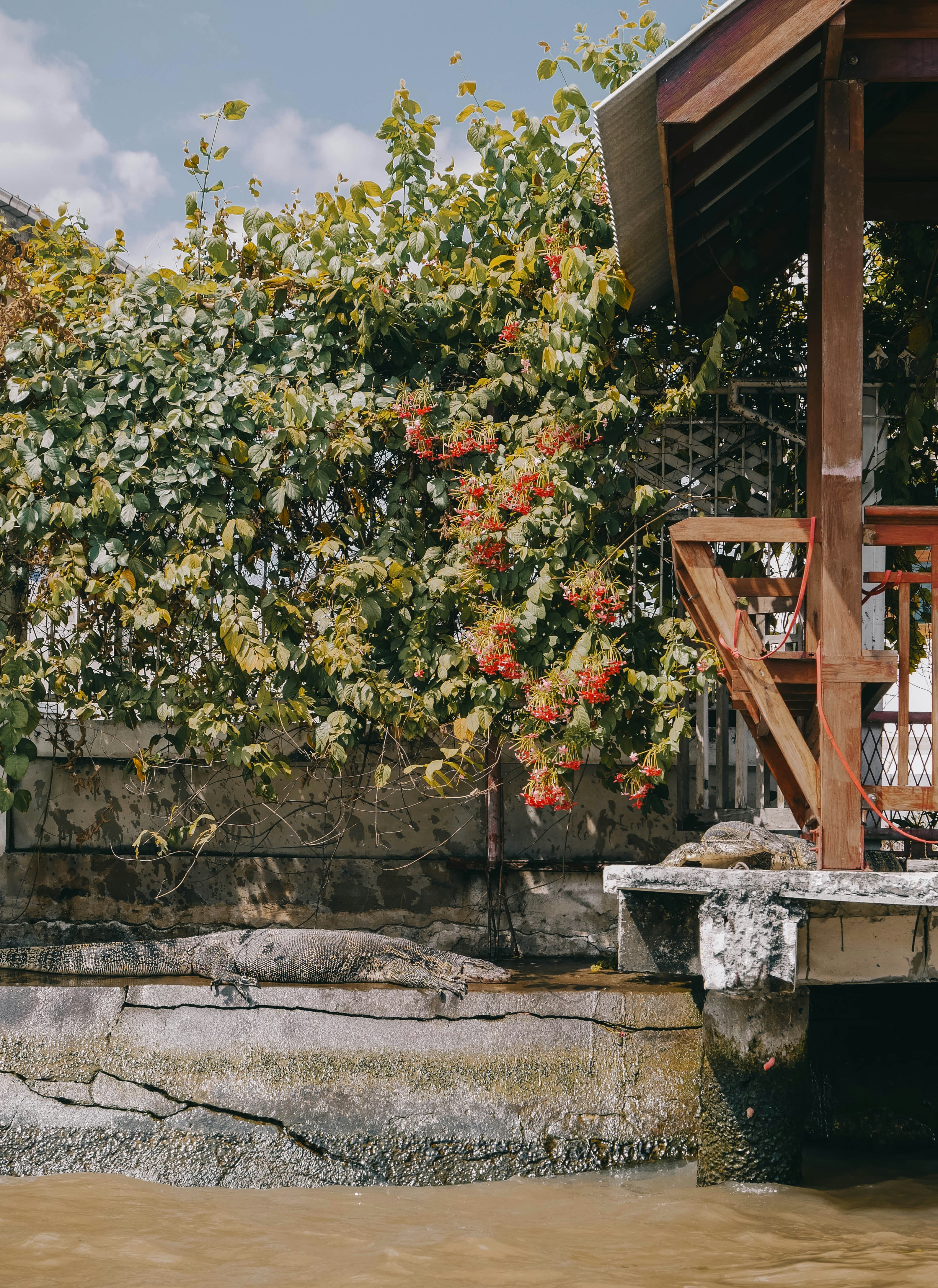 Wooden structure by a wall covered in lush green foliage.