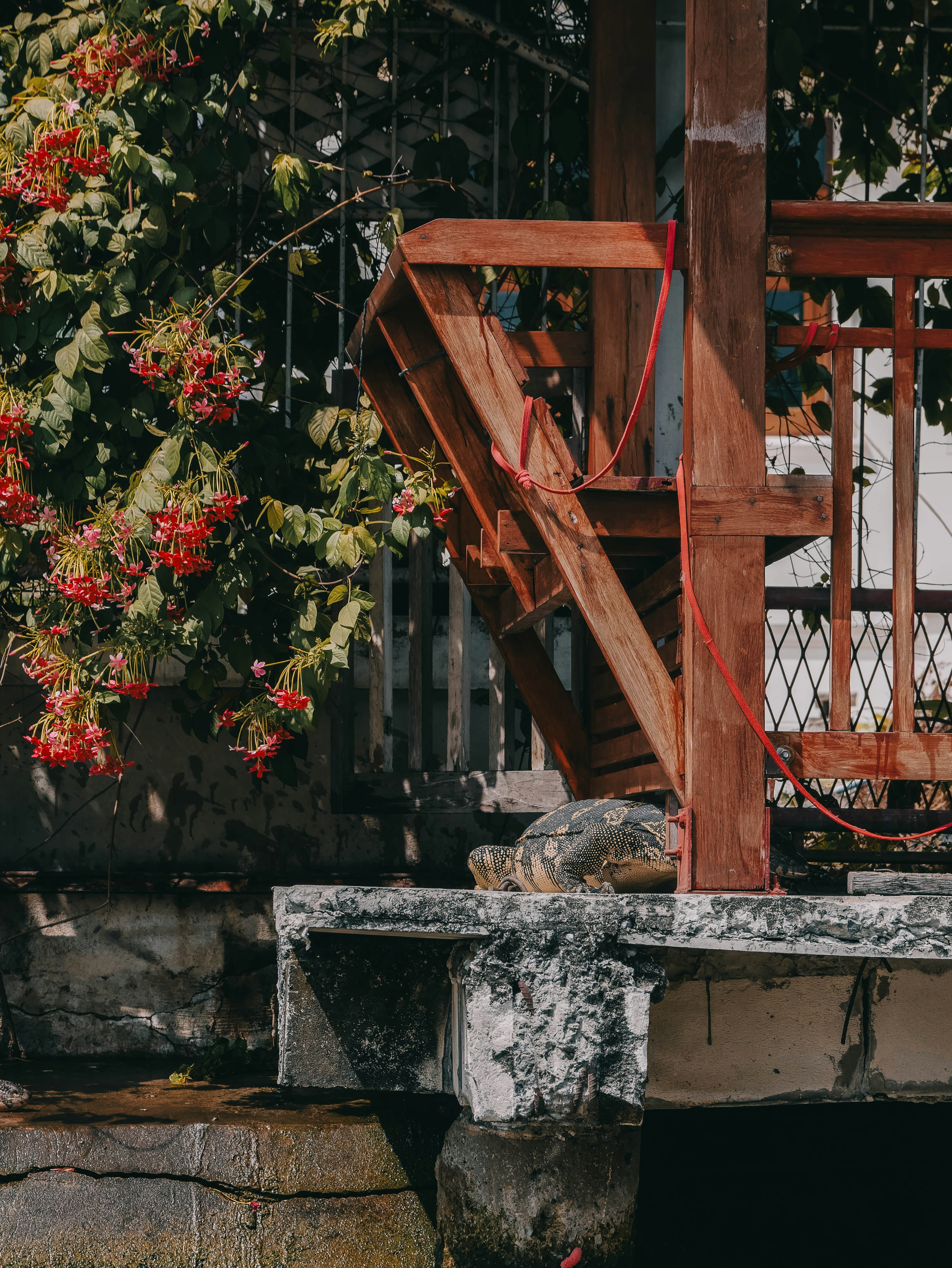 Wooden stairs next to a bush with red berries.